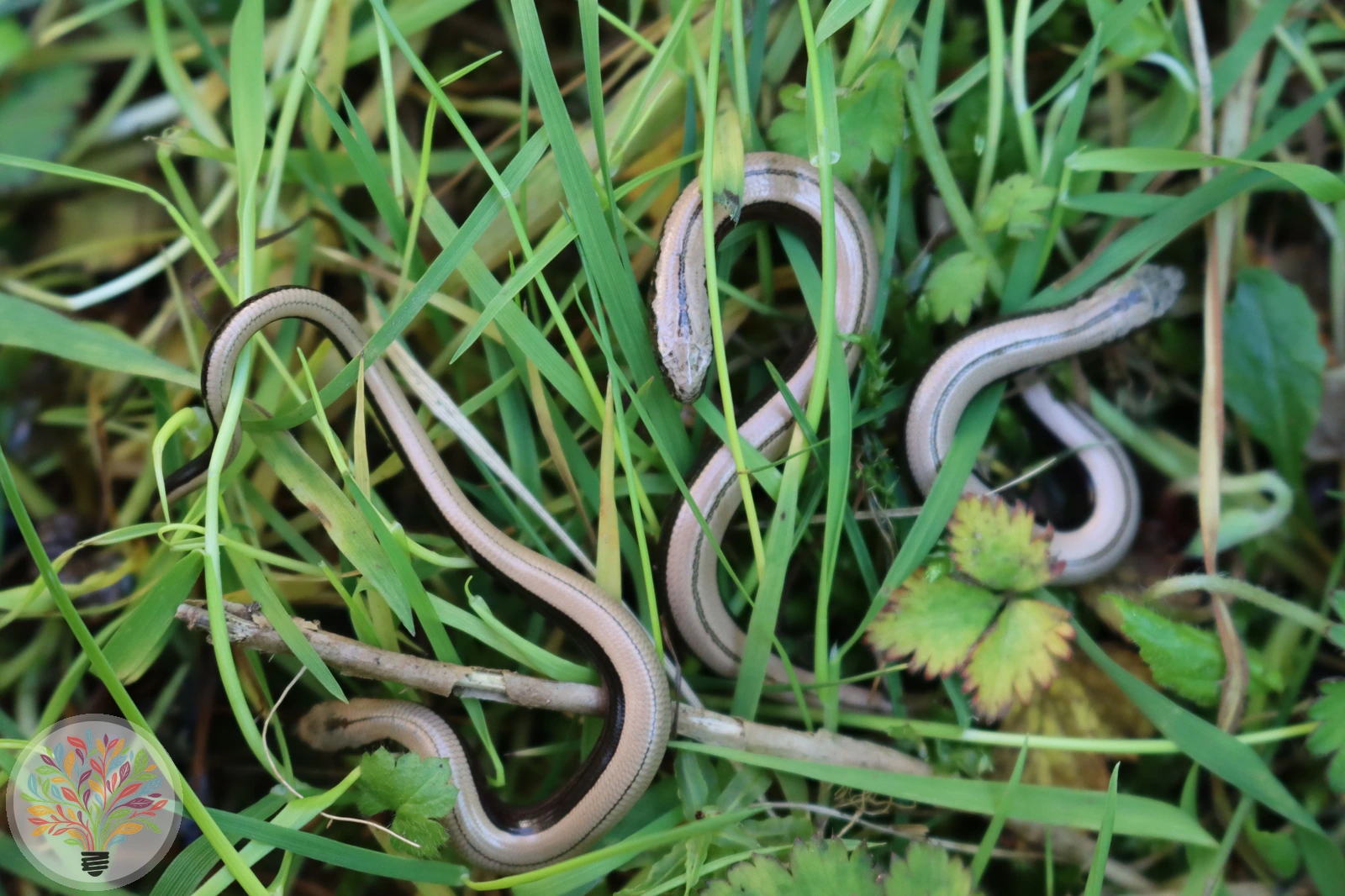 Blindschleiche – Bild 3 von 4