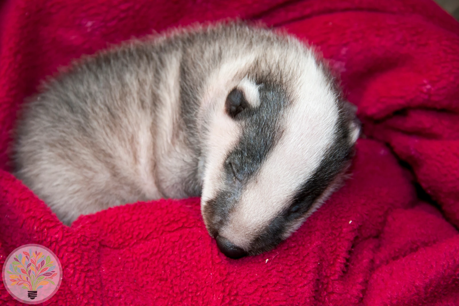 Dachs – Bild 5 von 5