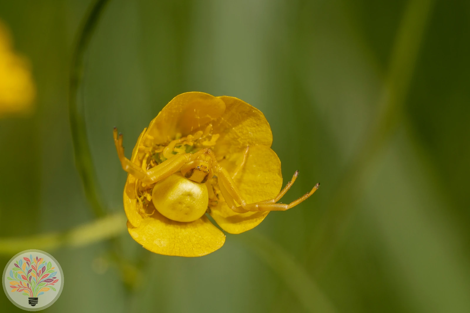 Veränderliche Krabbenspinne – Bild 4 von 7