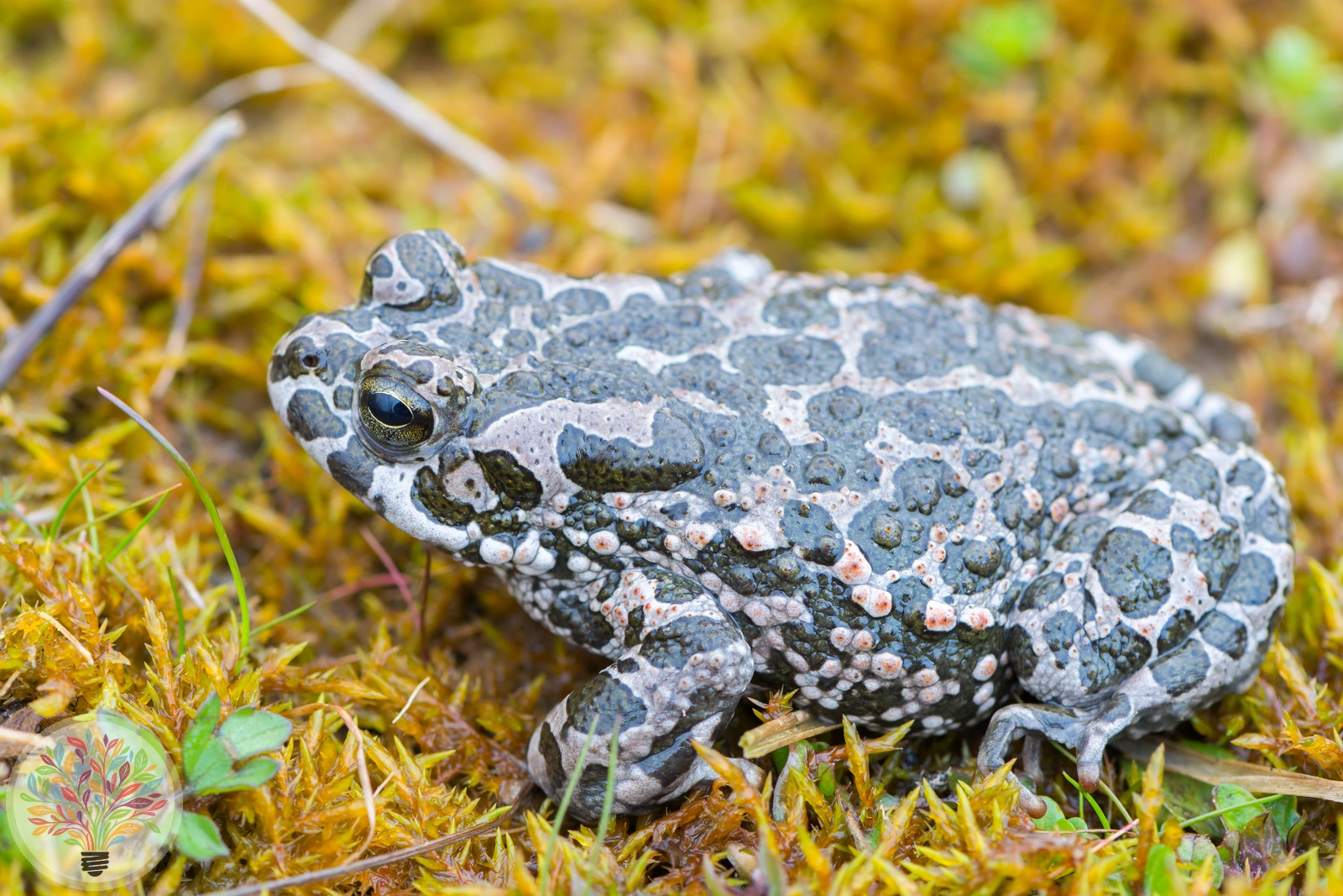 Wechselkröte – Bild 2 von 3