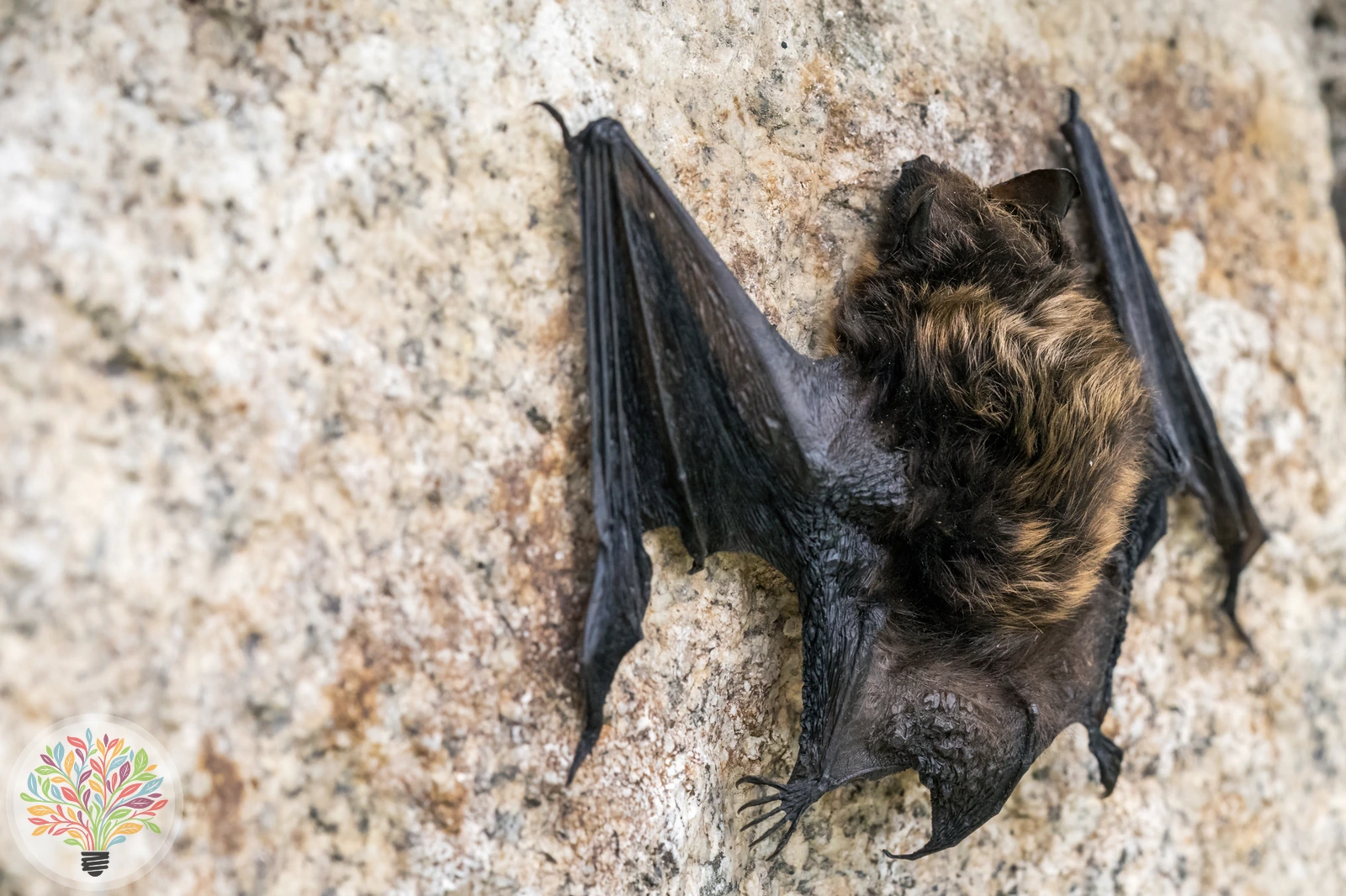 Brandtfledermaus – Bild 3 von 3