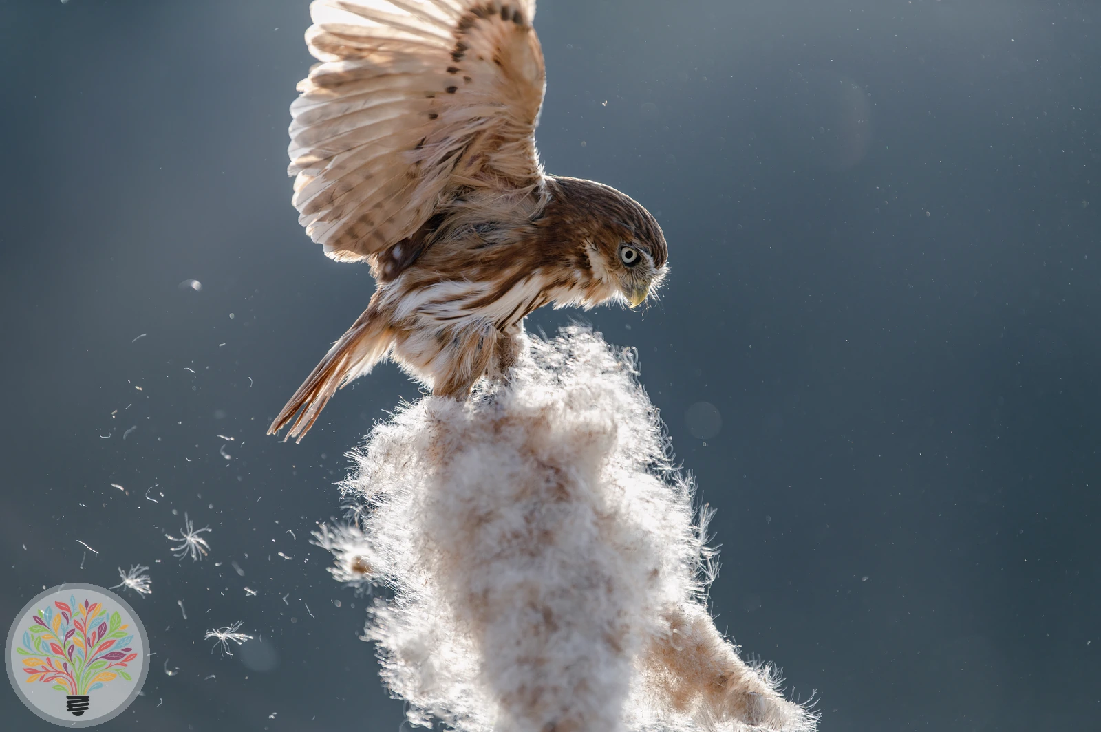 Glaucidium passerinum – Afbeelding 3 van 5