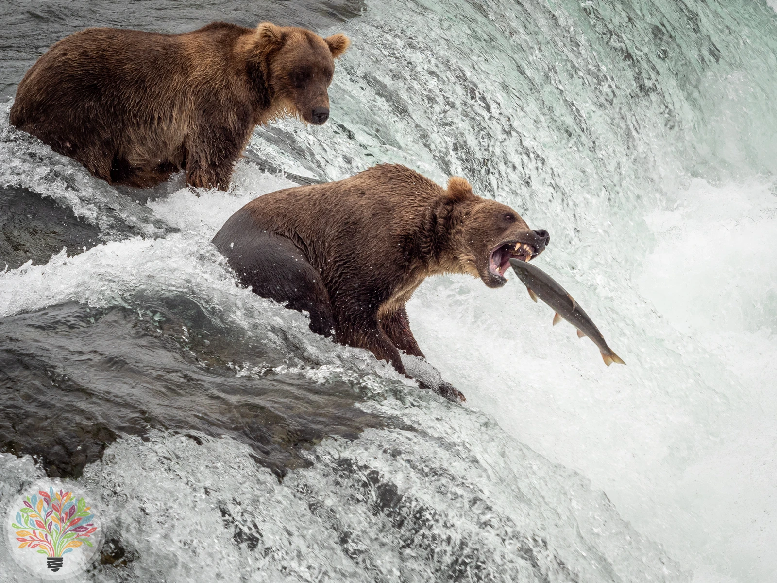 Braunbär – Bild 5 von 6