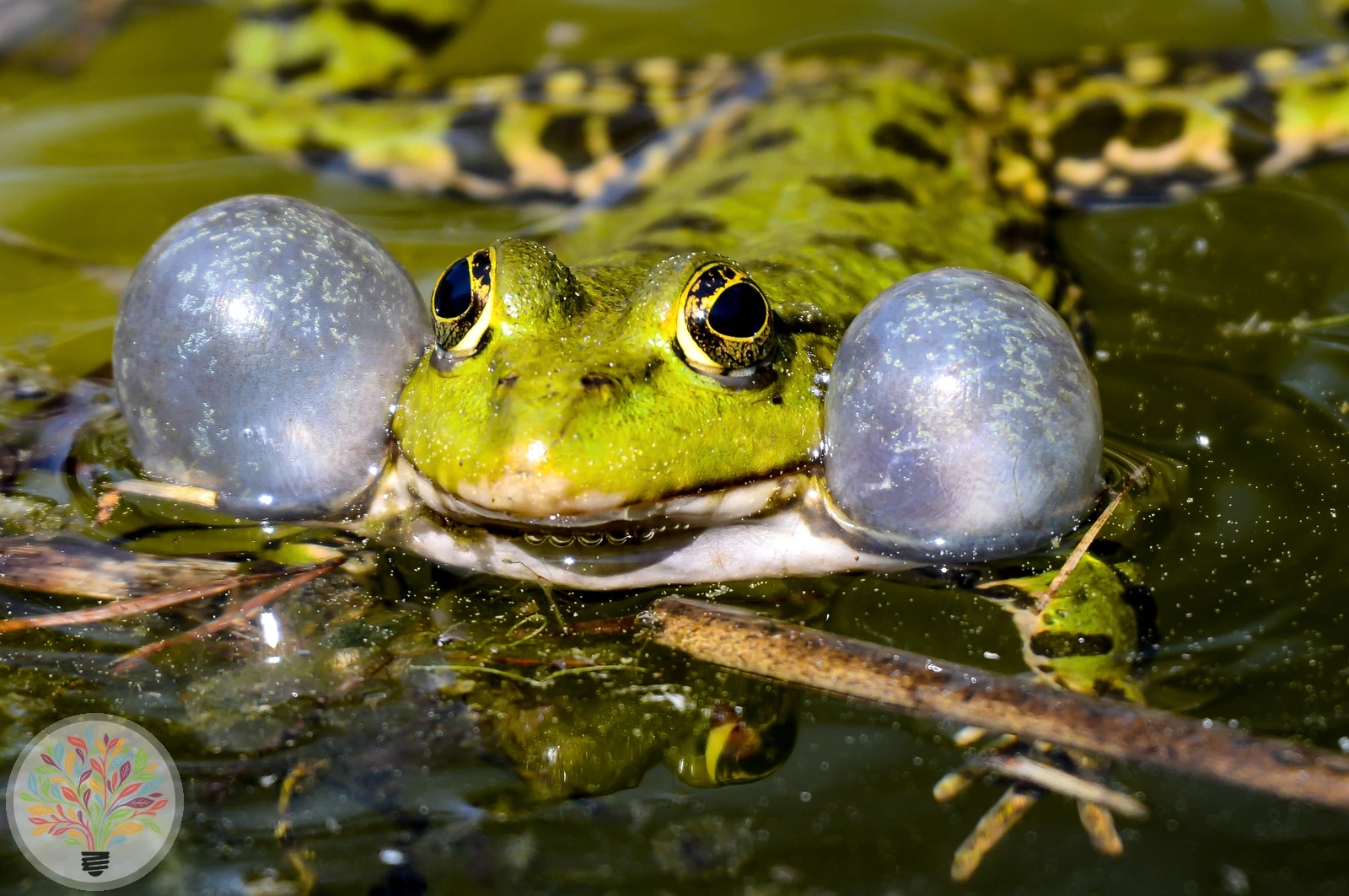 Kleine Wasserfrosch – Bild 4 von 4