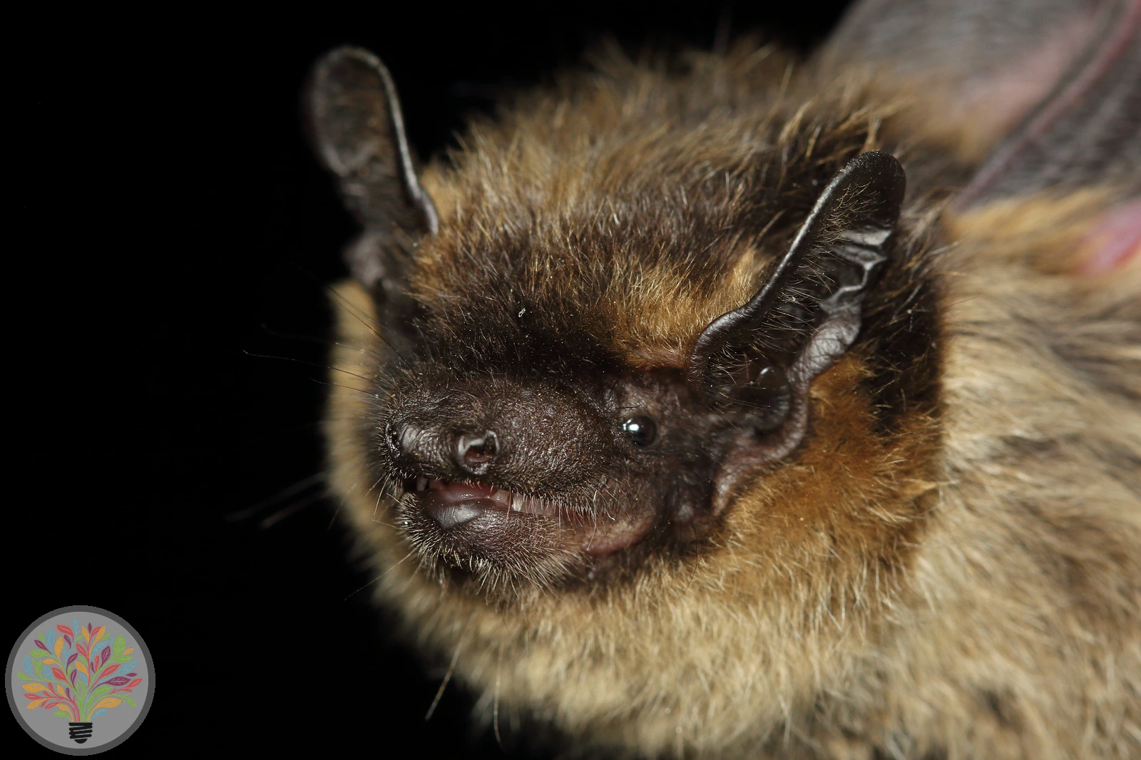 Nordfledermaus – Bild 2 von 2