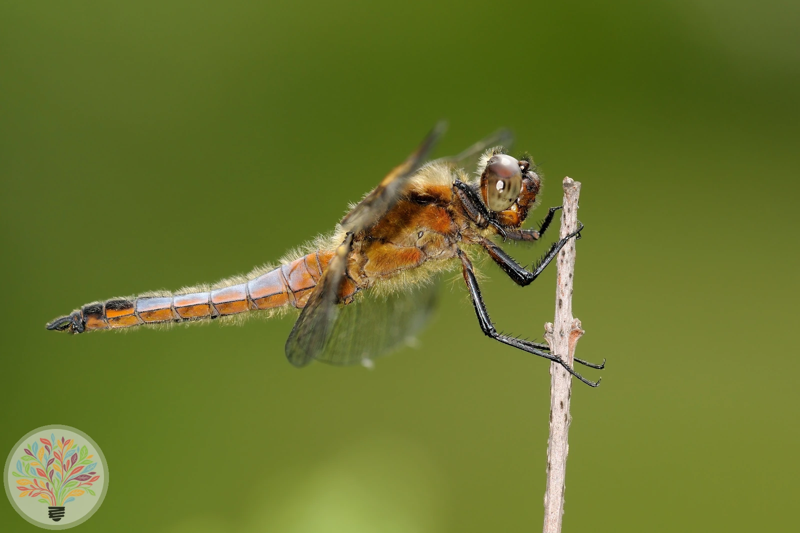 Libellula fulva – Afbeelding 3 van 6