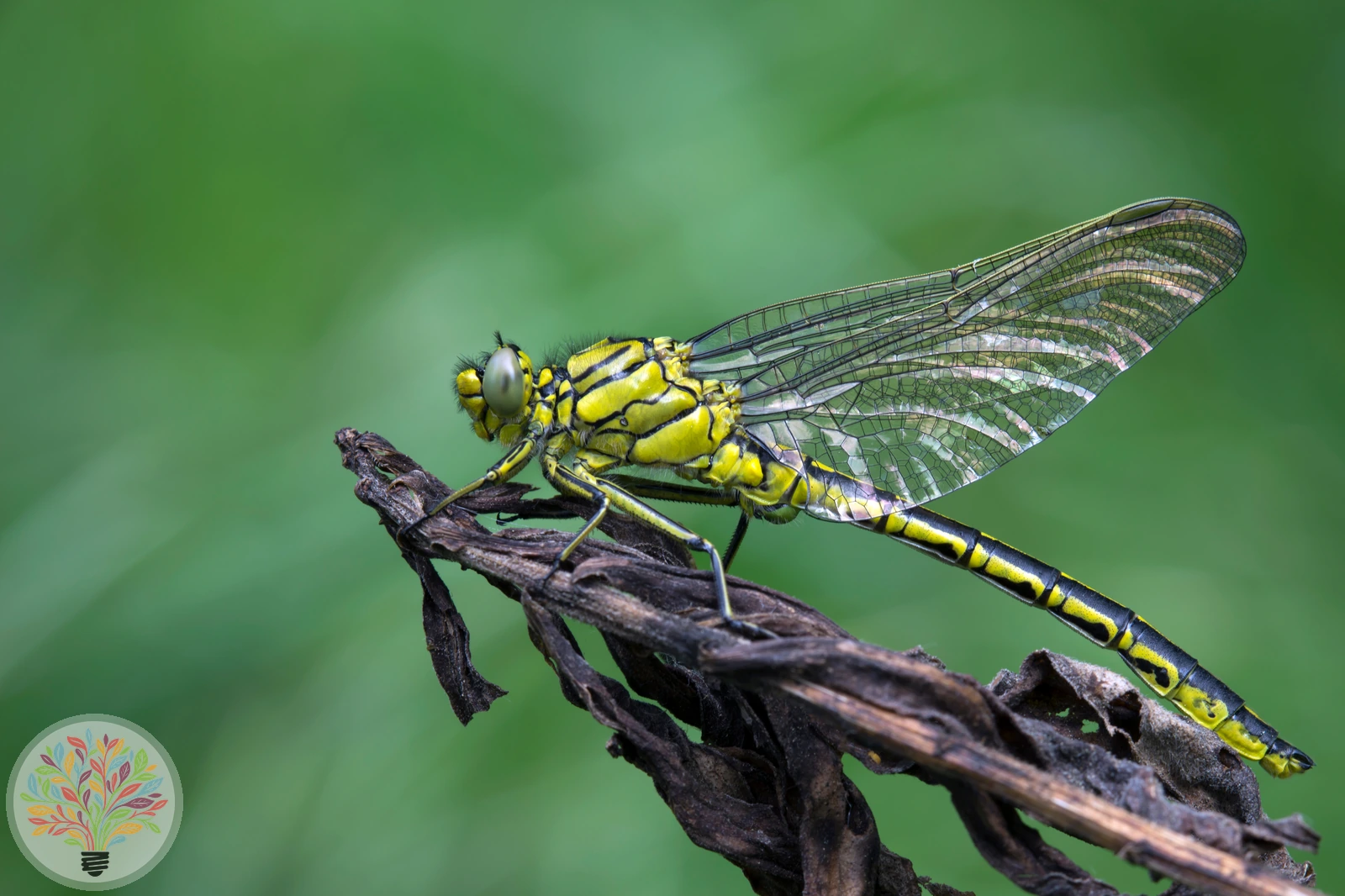 Westliche Keiljungfer – Bild 3 von 4