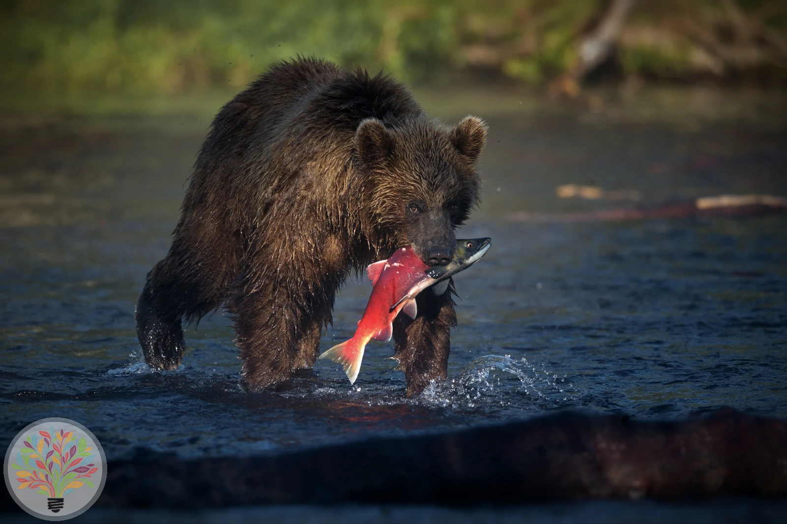 Braunbär – Bild 6 von 6