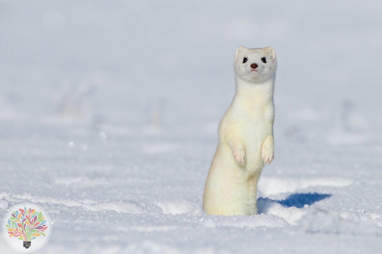 Hermelin – Bild 6 von 6