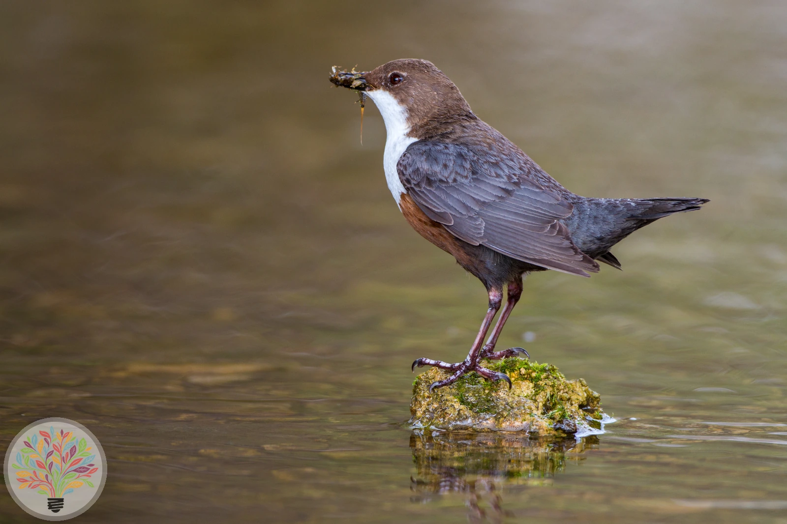 Cinclus cinclus – Afbeelding 2 van 6