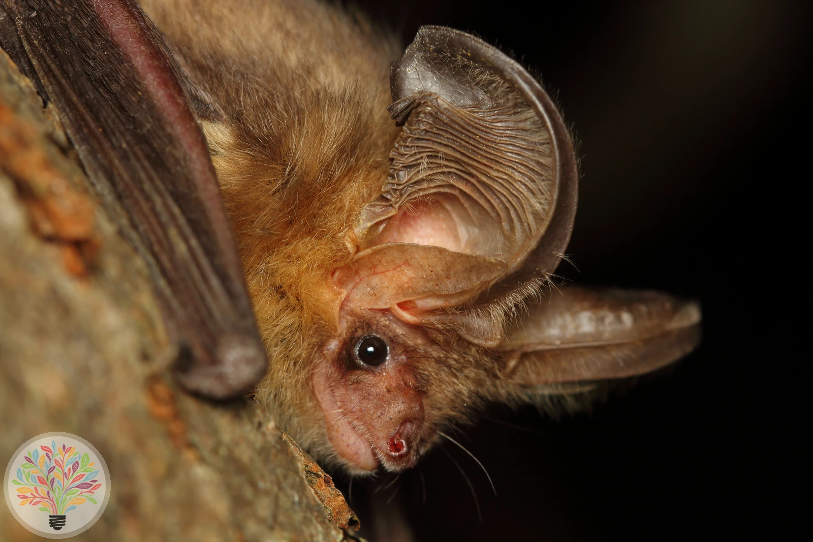 Braunes Langohr – Bild 3 von 3