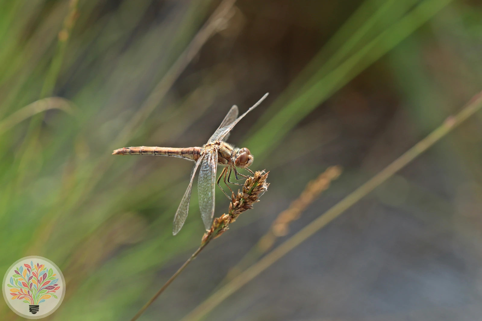 Steenrode heidelibel – Afbeelding 3 van 4