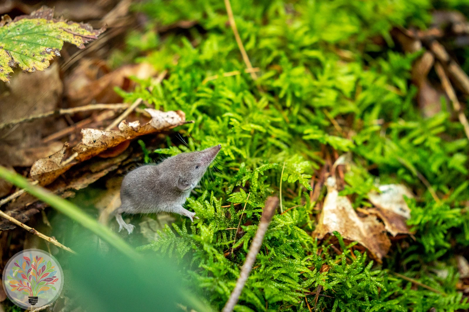 Waldspitzmaus – Bild 2 von 2