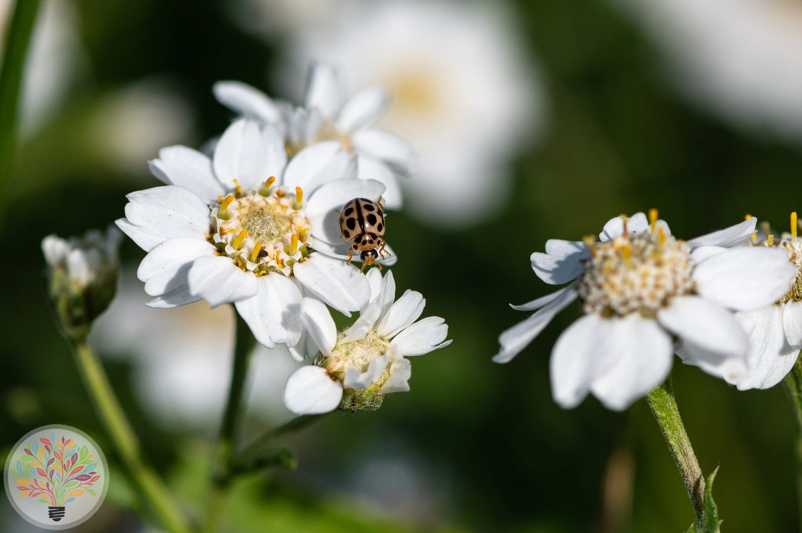Sechzehnfleckiger Kugelmarienkäfer – Bild 2 von 3