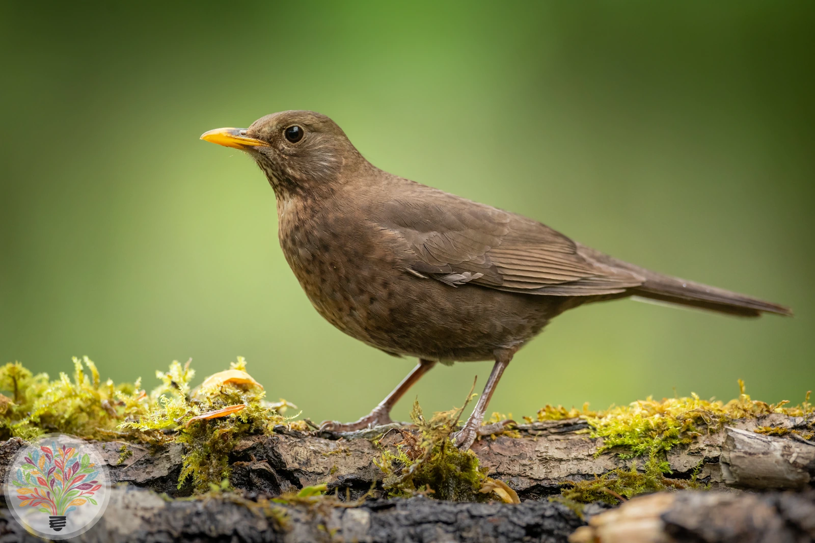 Turdus merula – Afbeelding 3 van 6