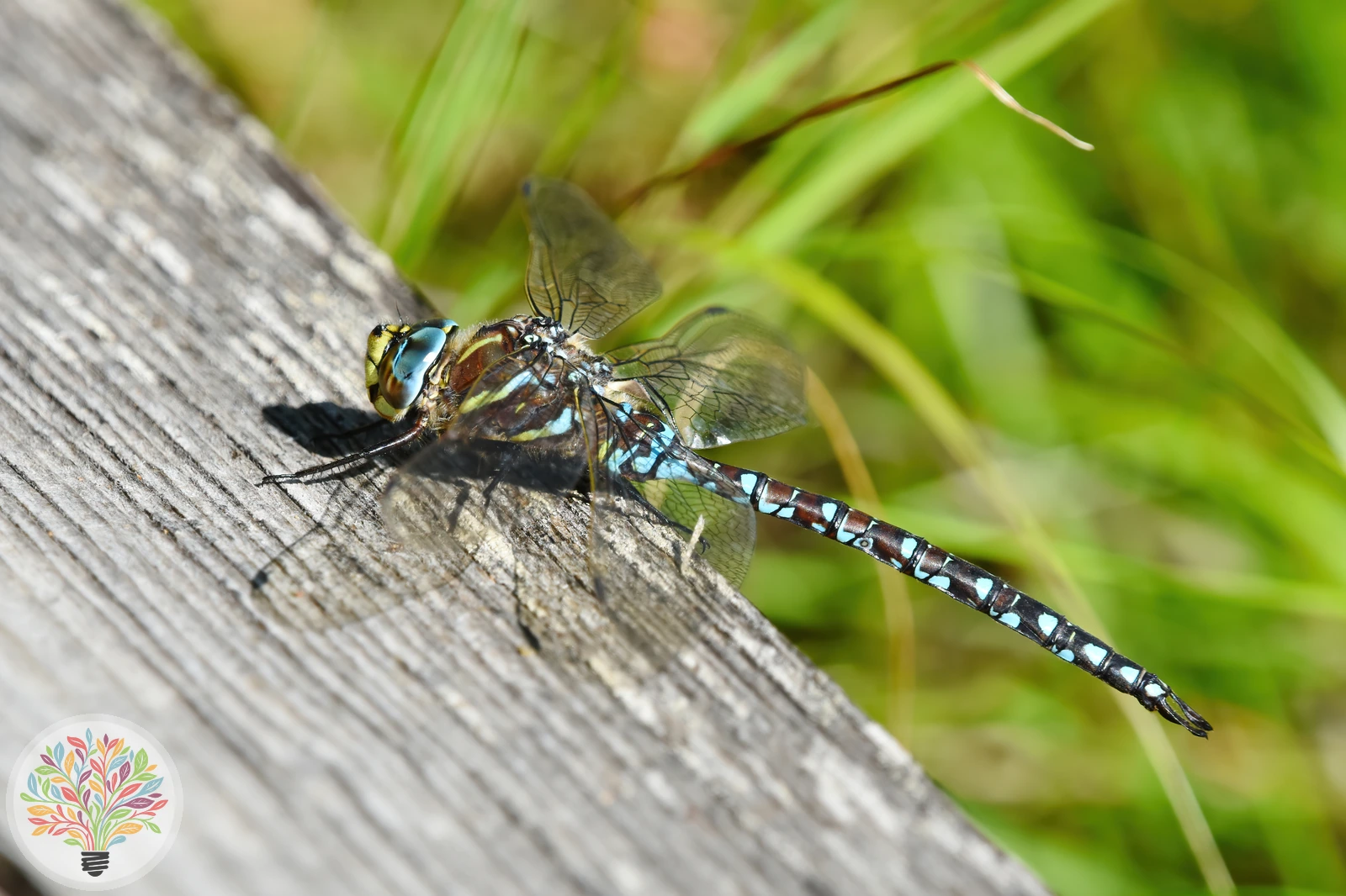 Aeshna subarctica – Afbeelding 1 van 2