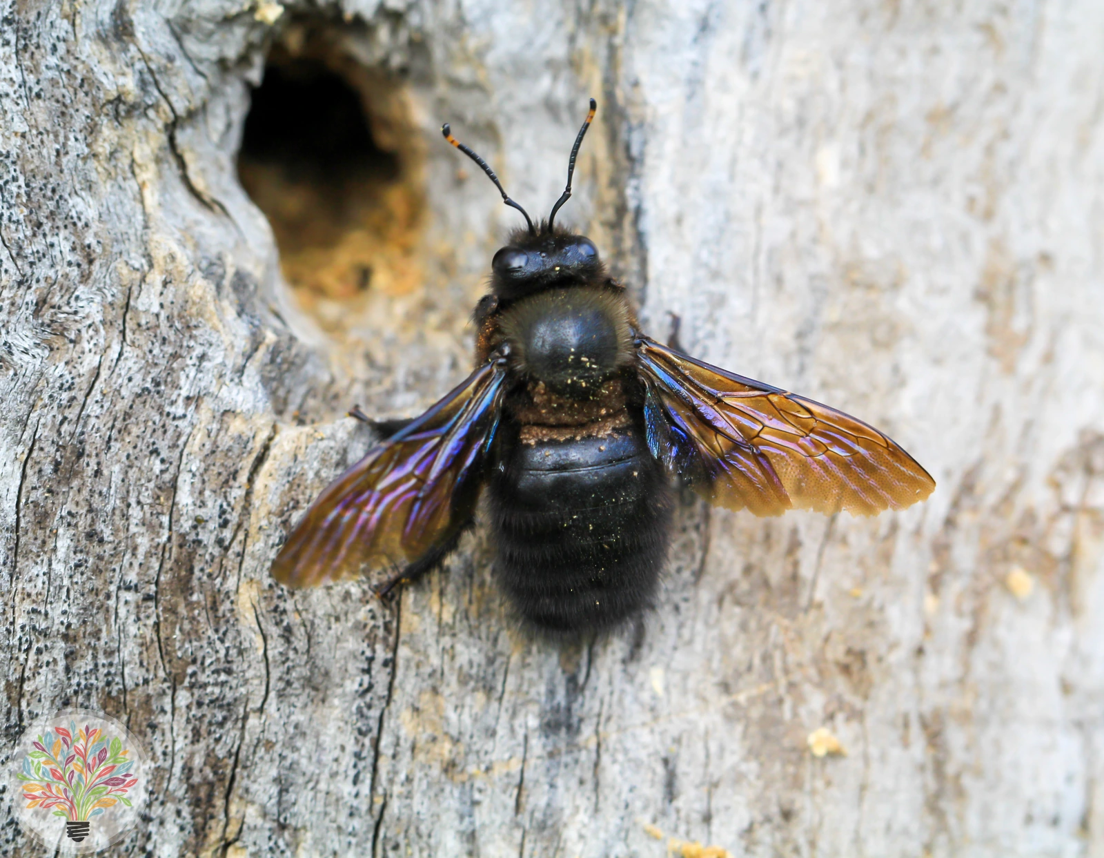 Blaue Holzbiene – Bild 4 von 4