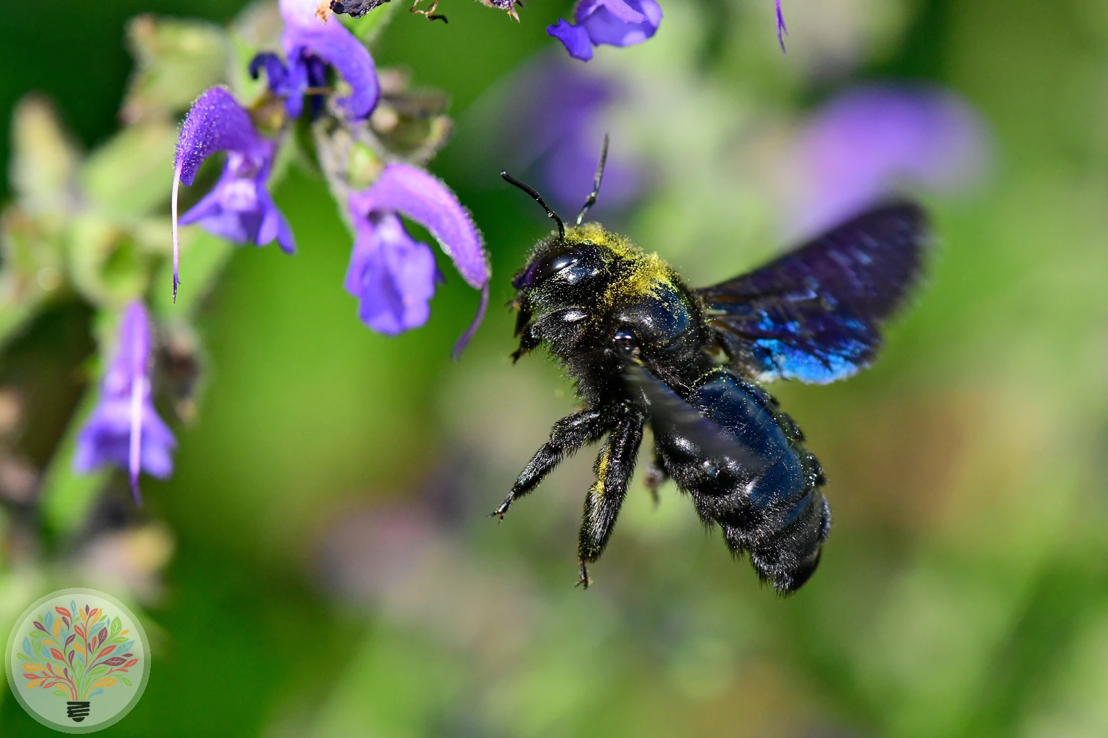 Blaue Holzbiene – Bild 1 von 4