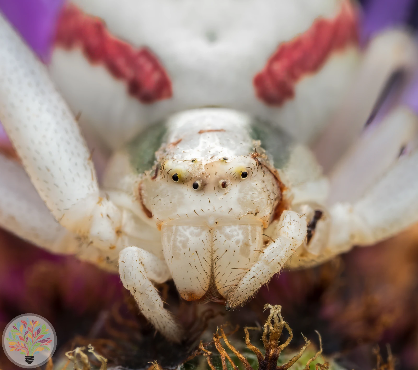 Veränderliche Krabbenspinne – Bild 5 von 7