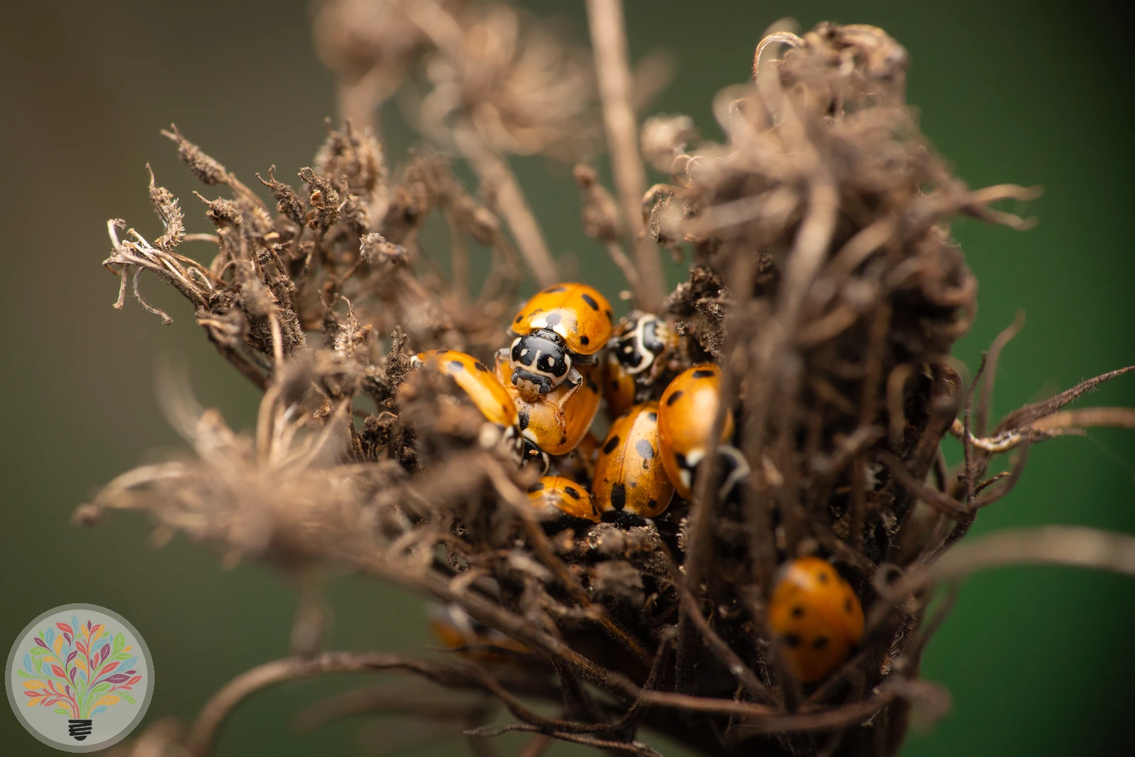 Veränderlicher Marienkäfer – Bild 2 von 4