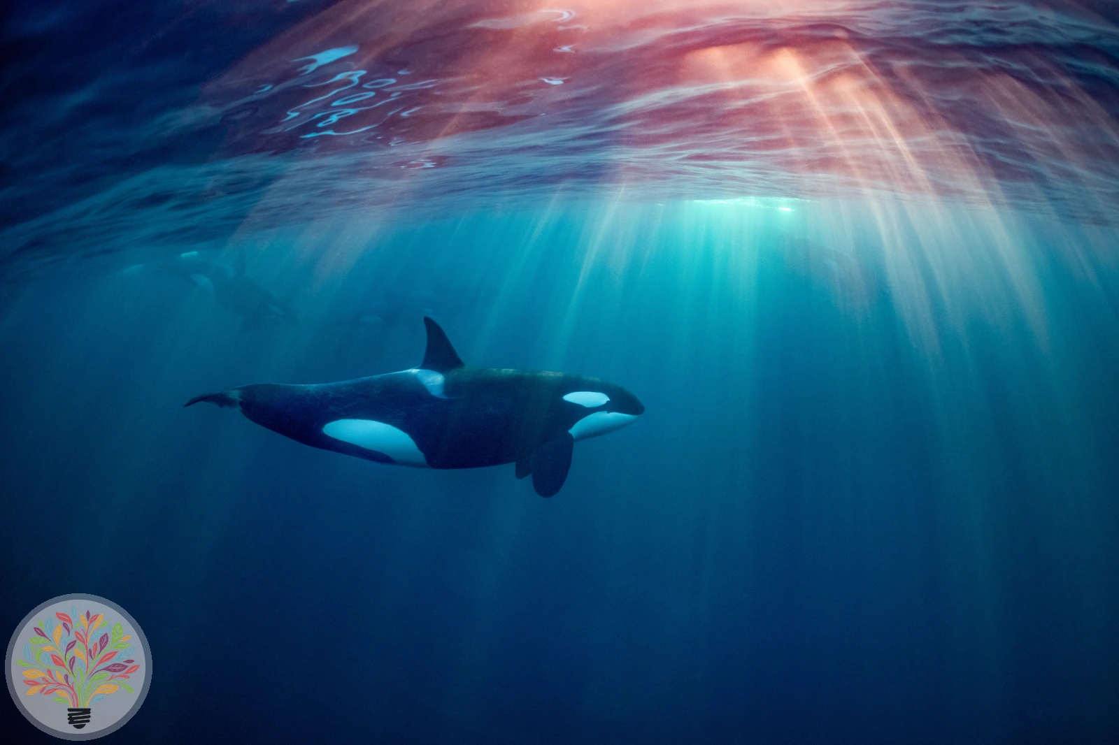 Orcinus orca – Bild 1 von 4