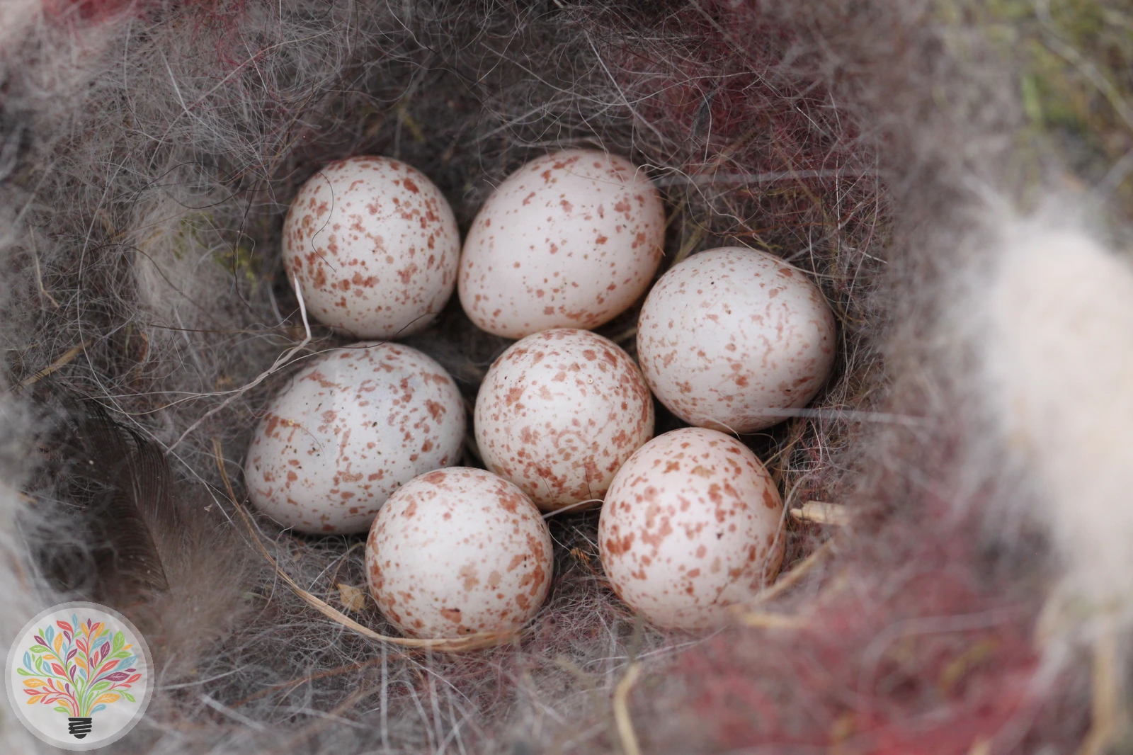 Cyanistes caeruleus – Imagine 5 din 7