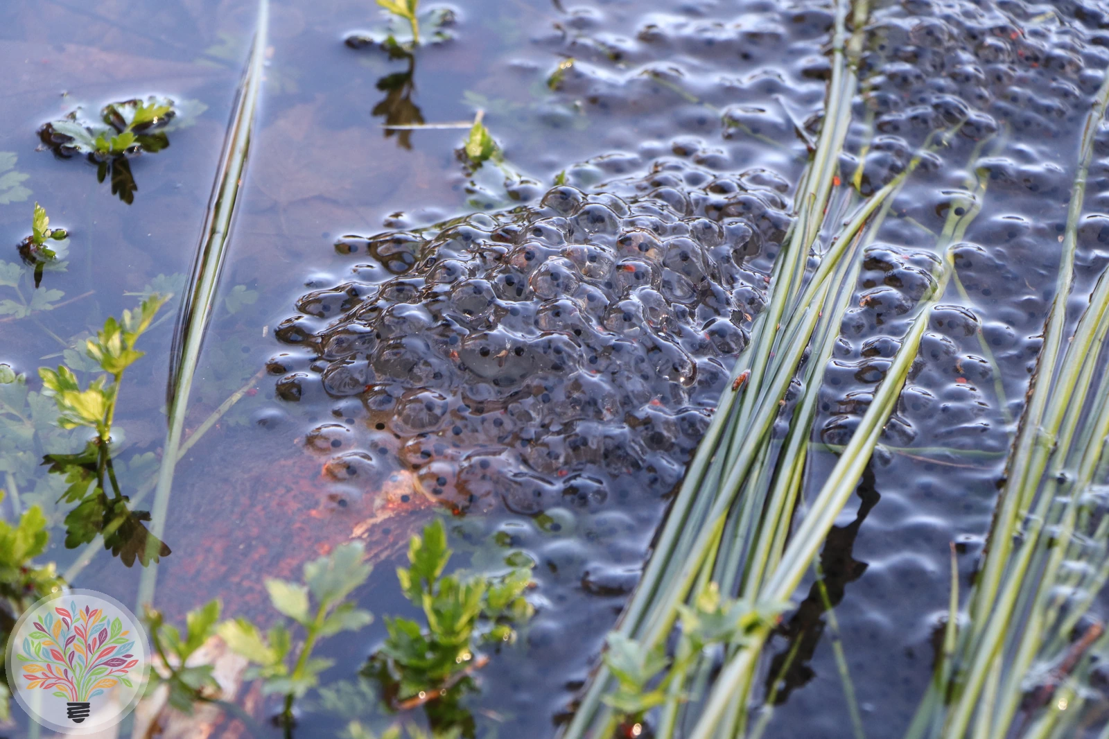 Rotbauchunke – Bild 3 von 4