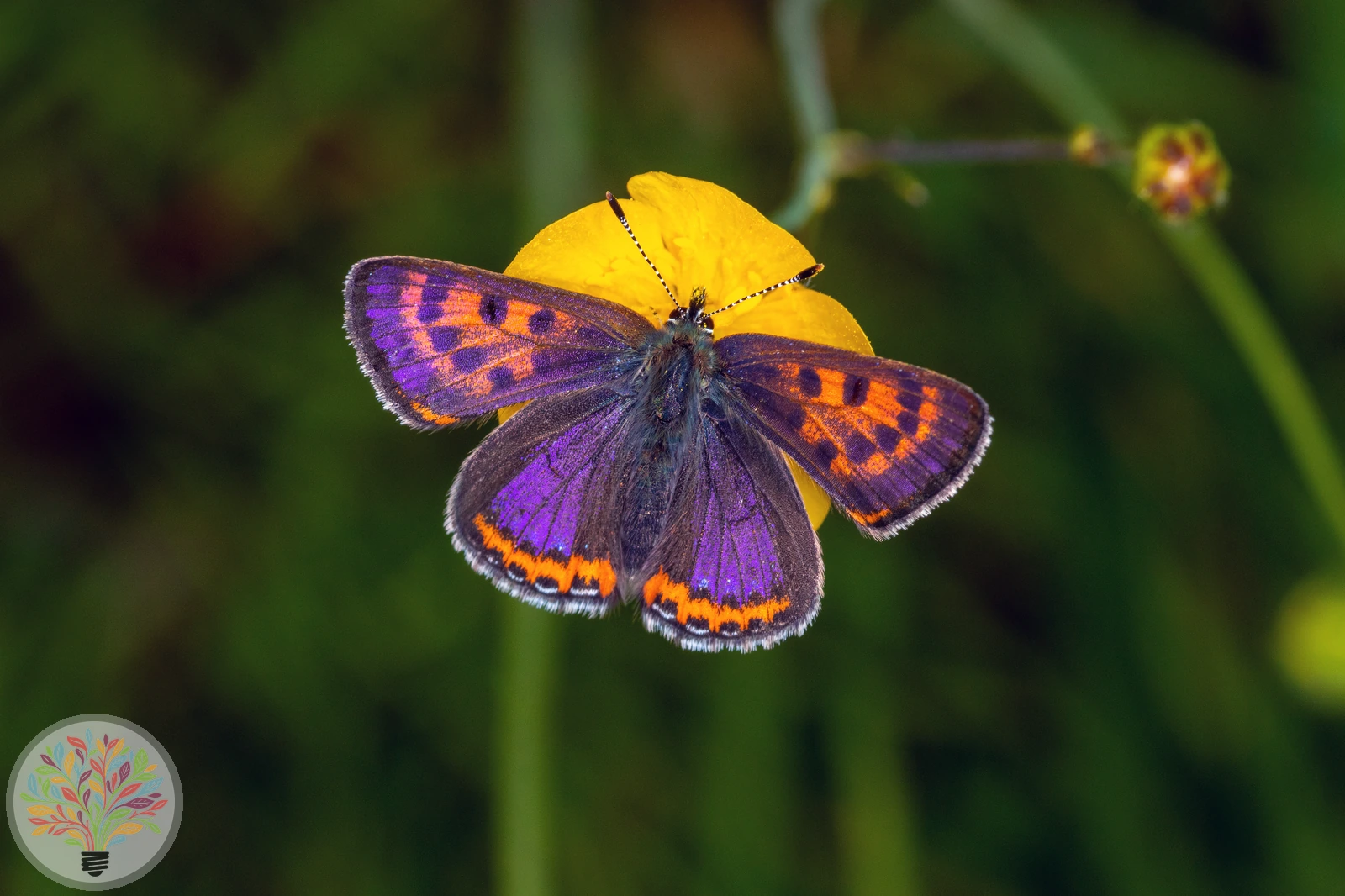 Blauschillernde Feuerfalter – Bild 1 von 2