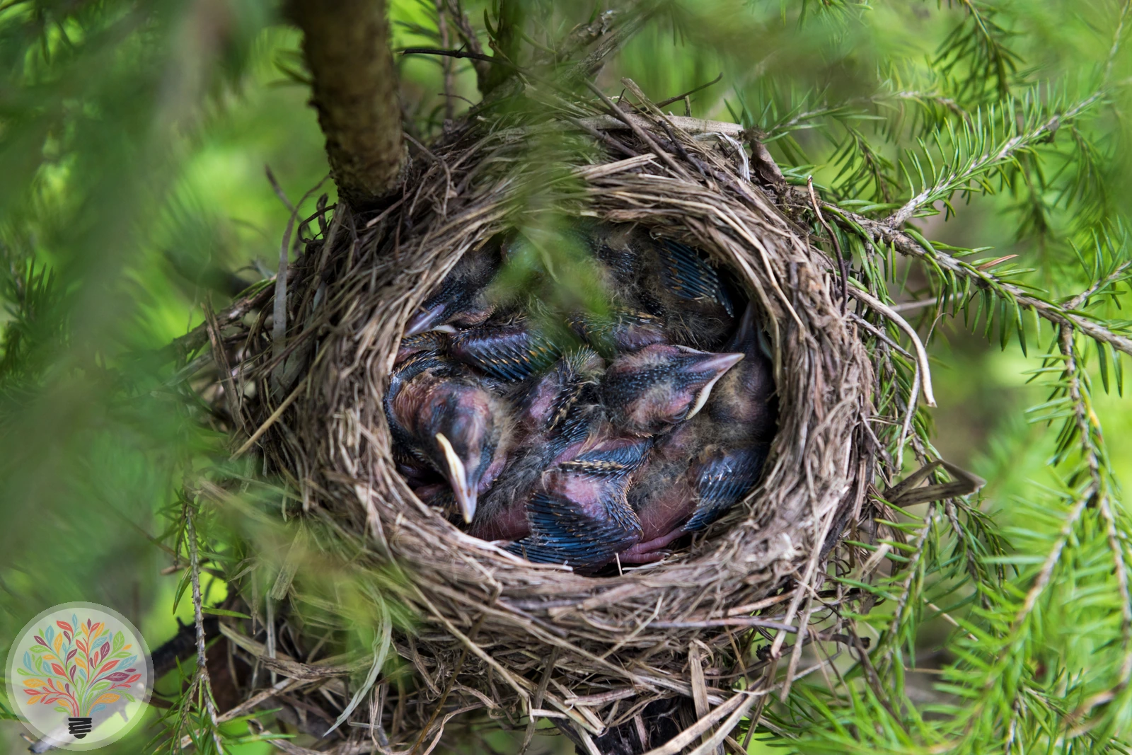 Sturnus vulgaris – Afbeelding 5 van 6