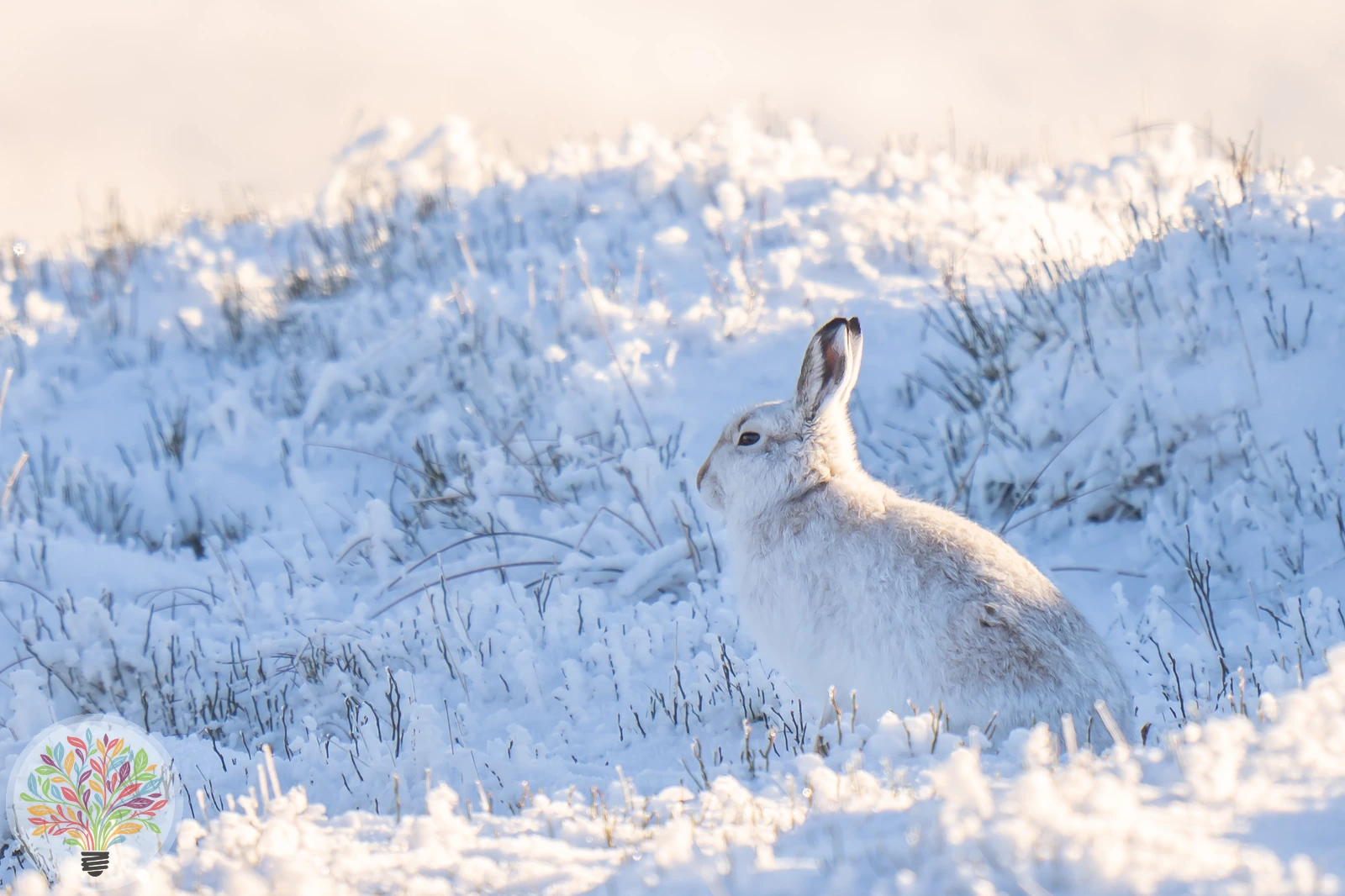 Schneehase – Bild 5 von 5