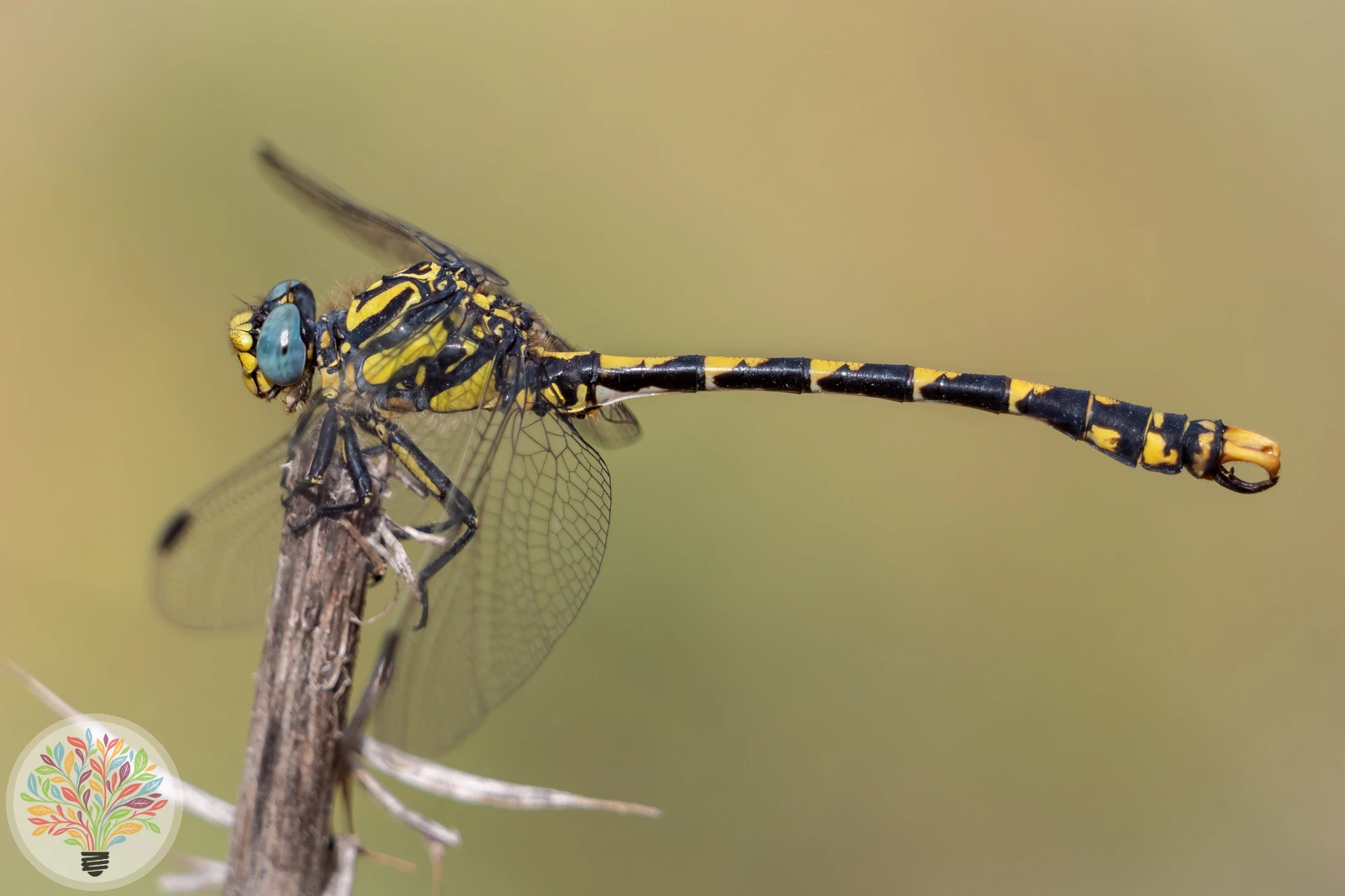 Onychogomphus uncatus – Afbeelding 1 van 2