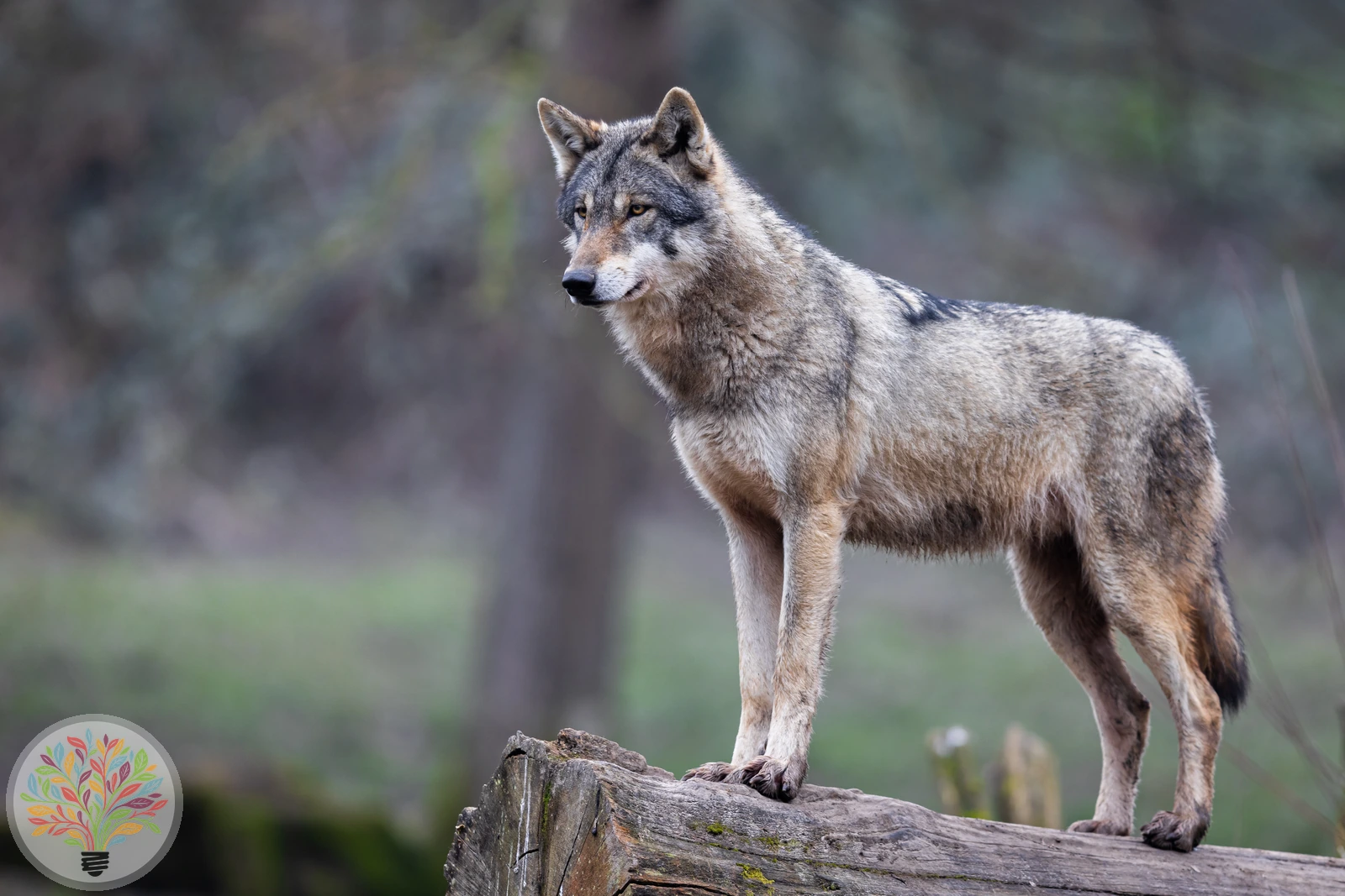 Wolf – Bild 5 von 7