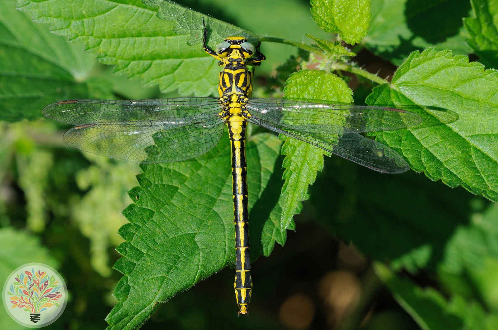 Gomphus flavipes – Afbeelding 2 van 2
