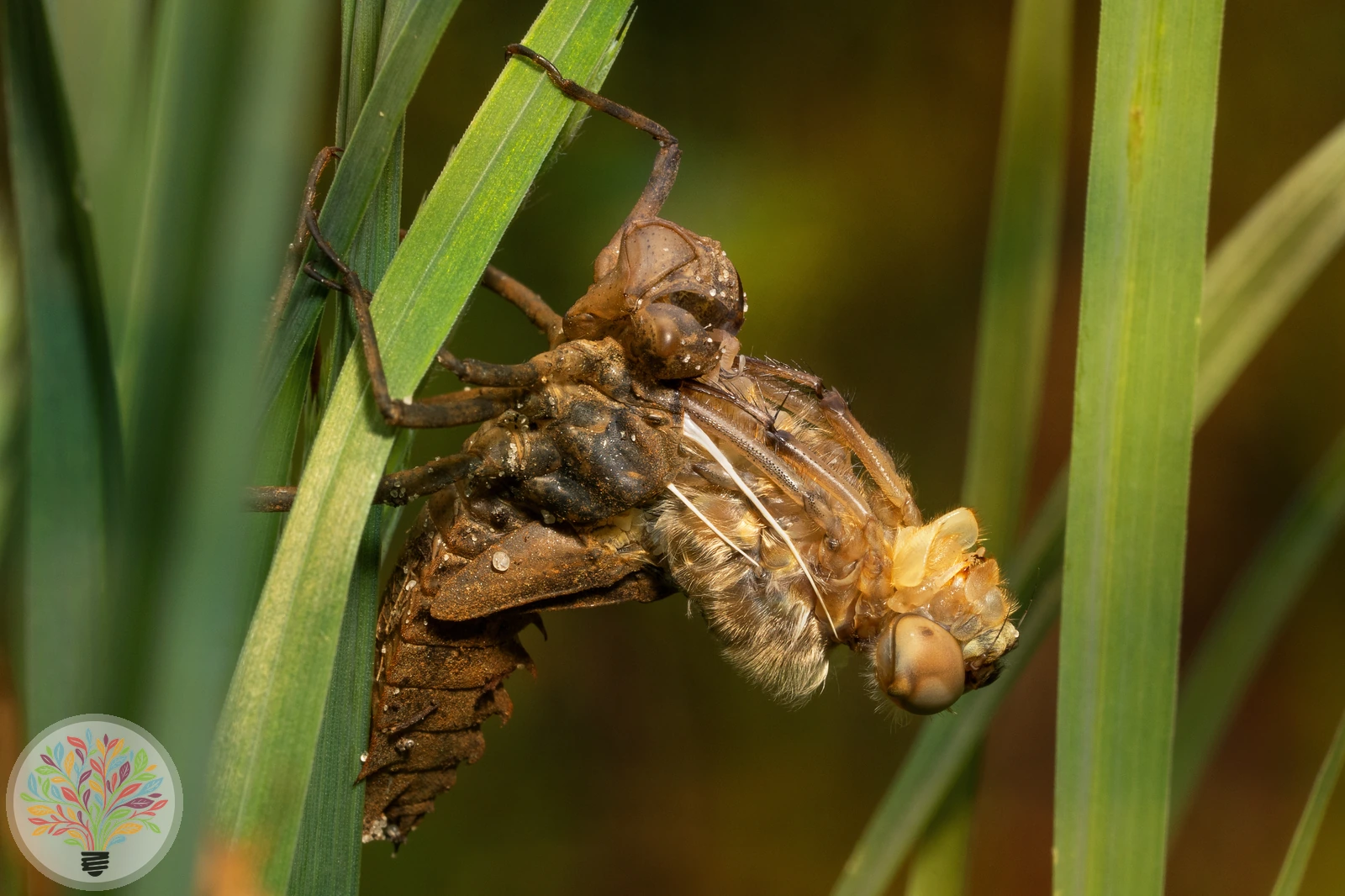 Epitheca bimaculata – Afbeelding 2 van 2