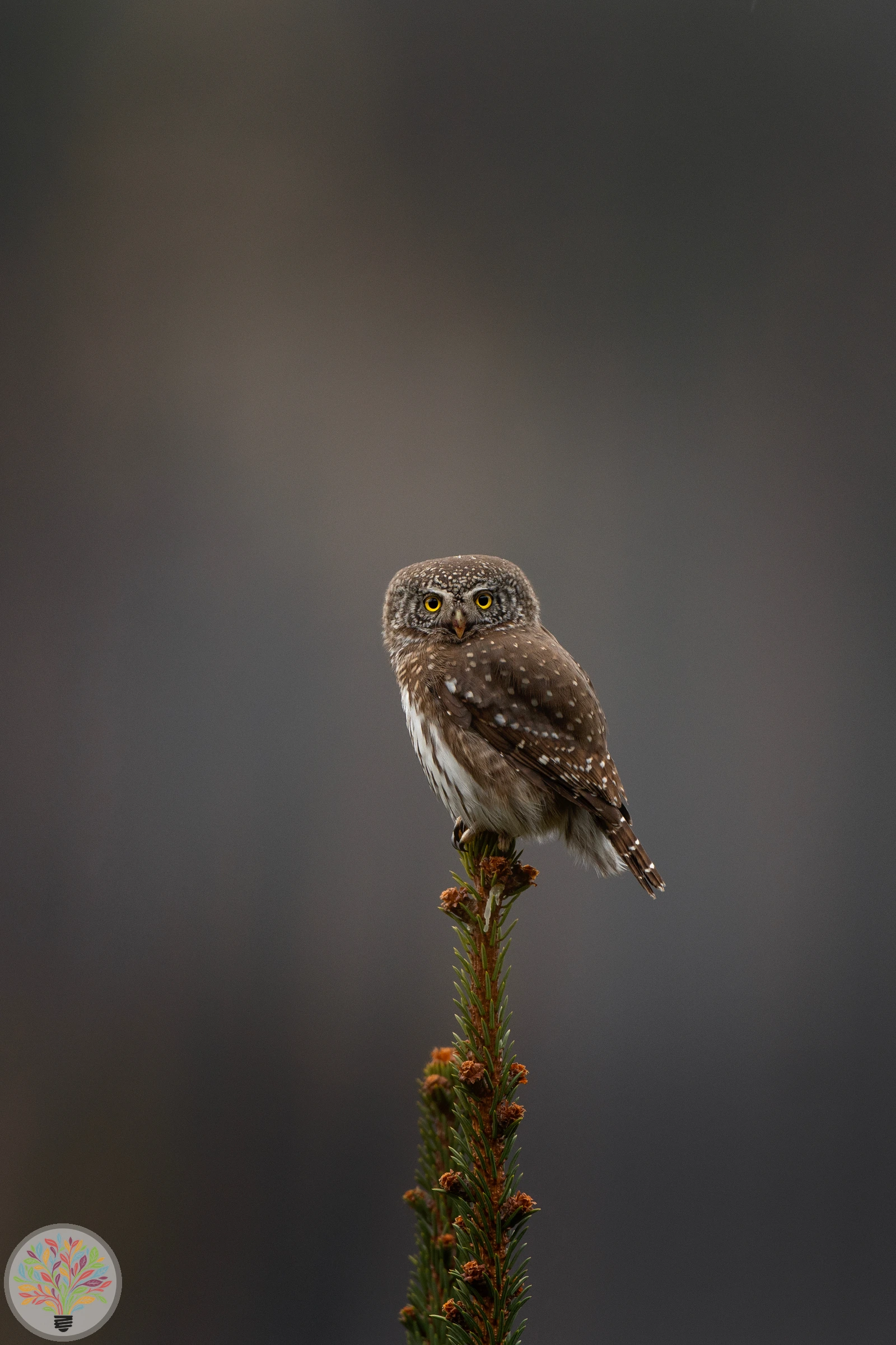 Glaucidium passerinum – Afbeelding 5 van 5