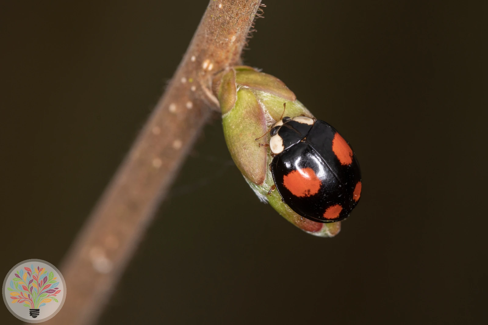 Vierfleckiger Kugelmarienkäfer – Bild 1 von 3