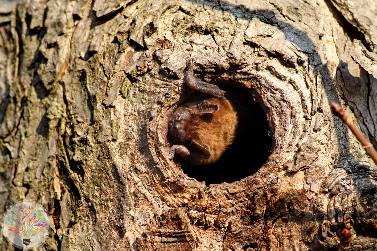 Großer Abendsegler – Bild 3 von 3