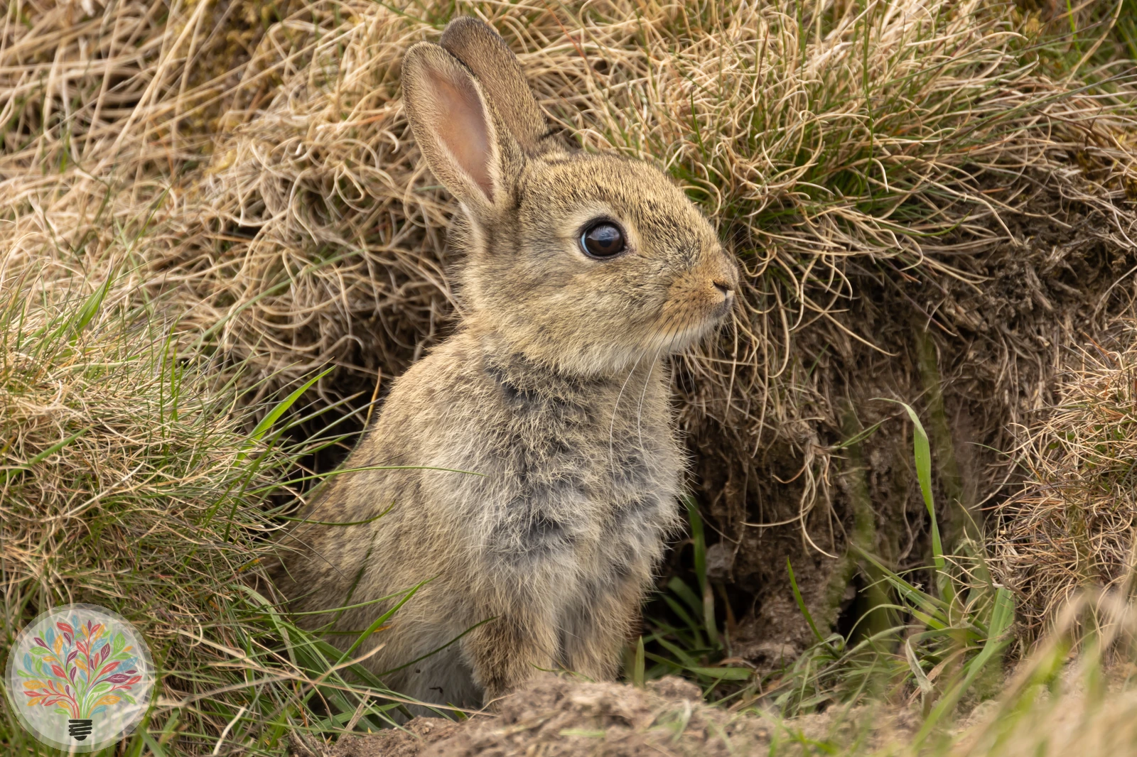 Wildkaninchen – Bild 4 von 4
