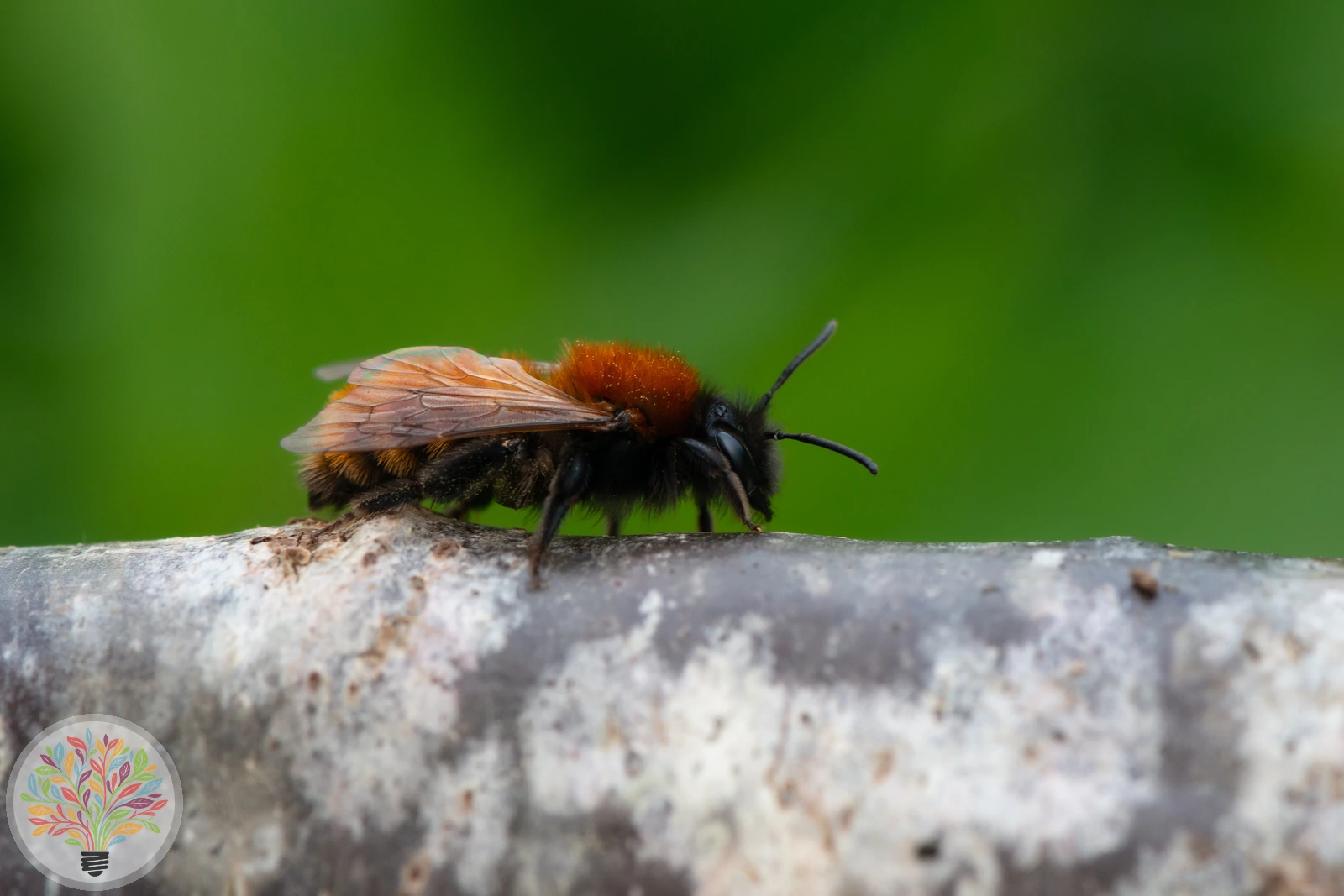 Zweifarbige Schneckenhausbiene – Bild