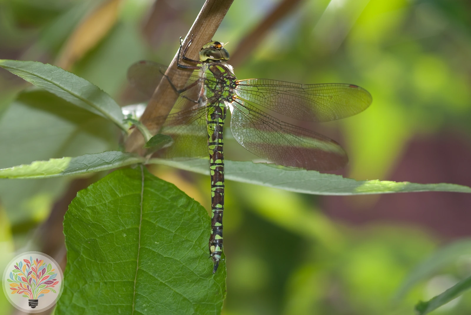 Groene glazenmaker – Afbeelding 2 van 3