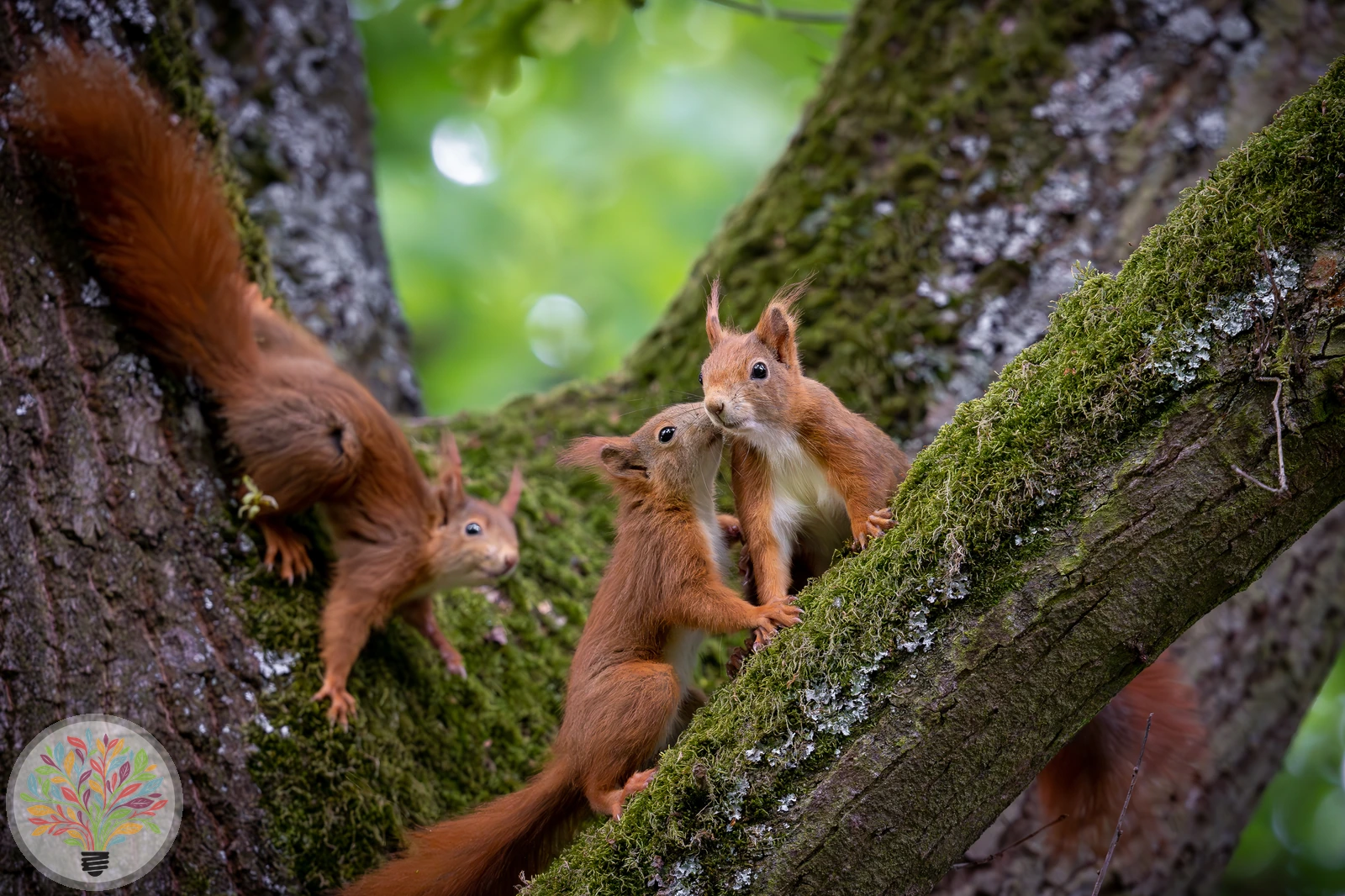 Eichhörnchen – Bild 5 von 5