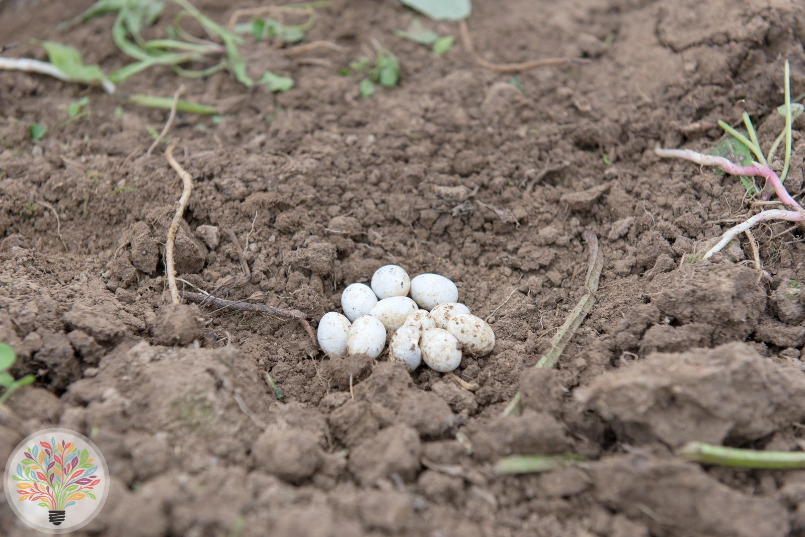 Grusinische Zauneidechse [grusinica] – Bild 5 von 5