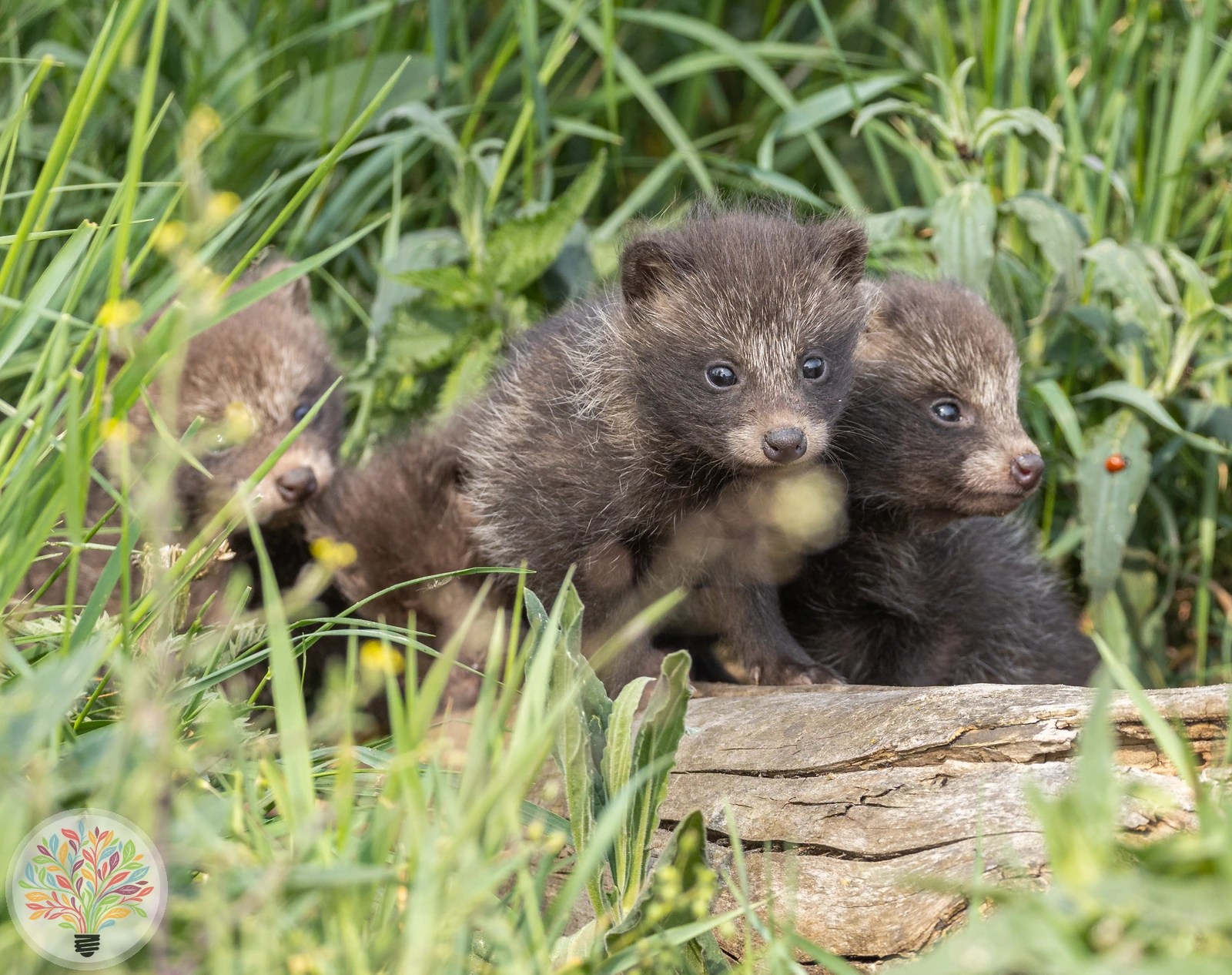 Nyctereutes procyonoides – Bild 3 von 3