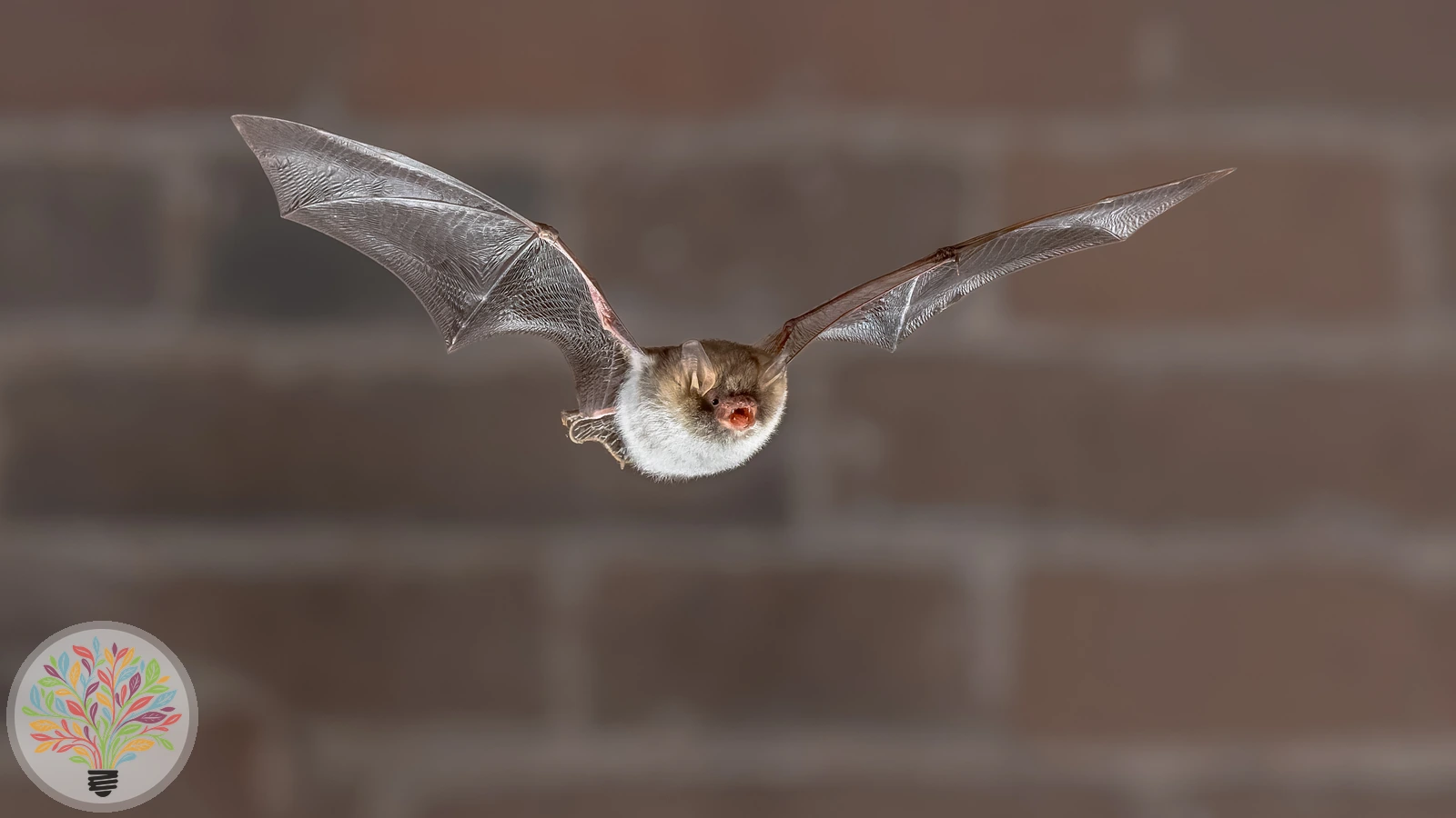 Natterer-Fledermaus – Bild 2 von 2