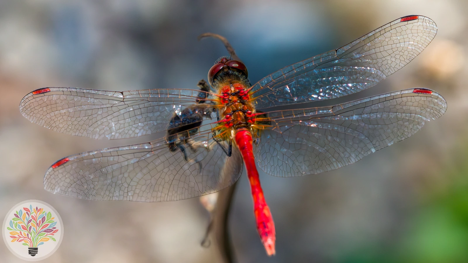 Blutrote Heidelibelle – Bild 2 von 4