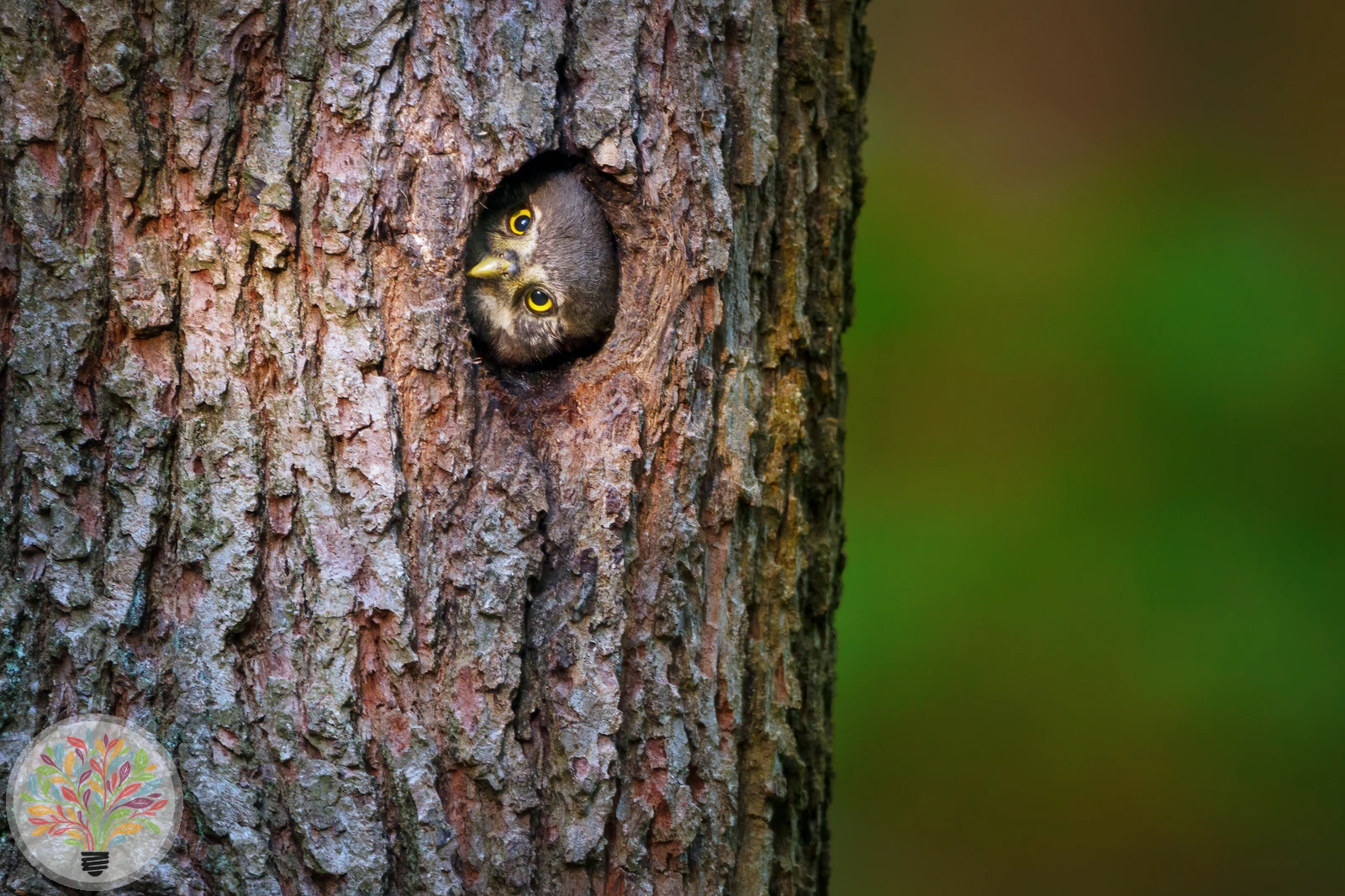 Glaucidium passerinum – Afbeelding 4 van 5