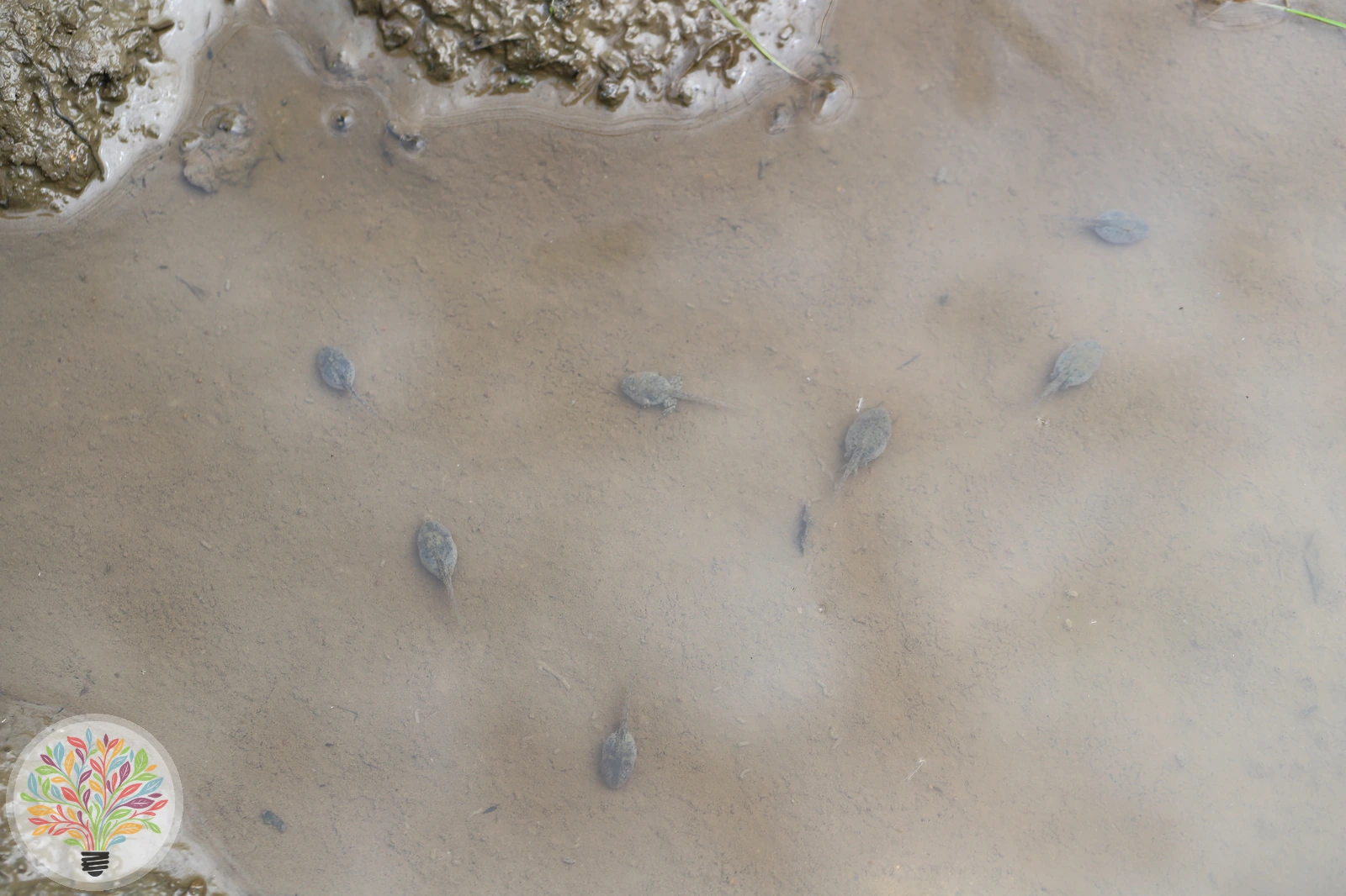 Gelbbauchunke – Bild 5 von 5