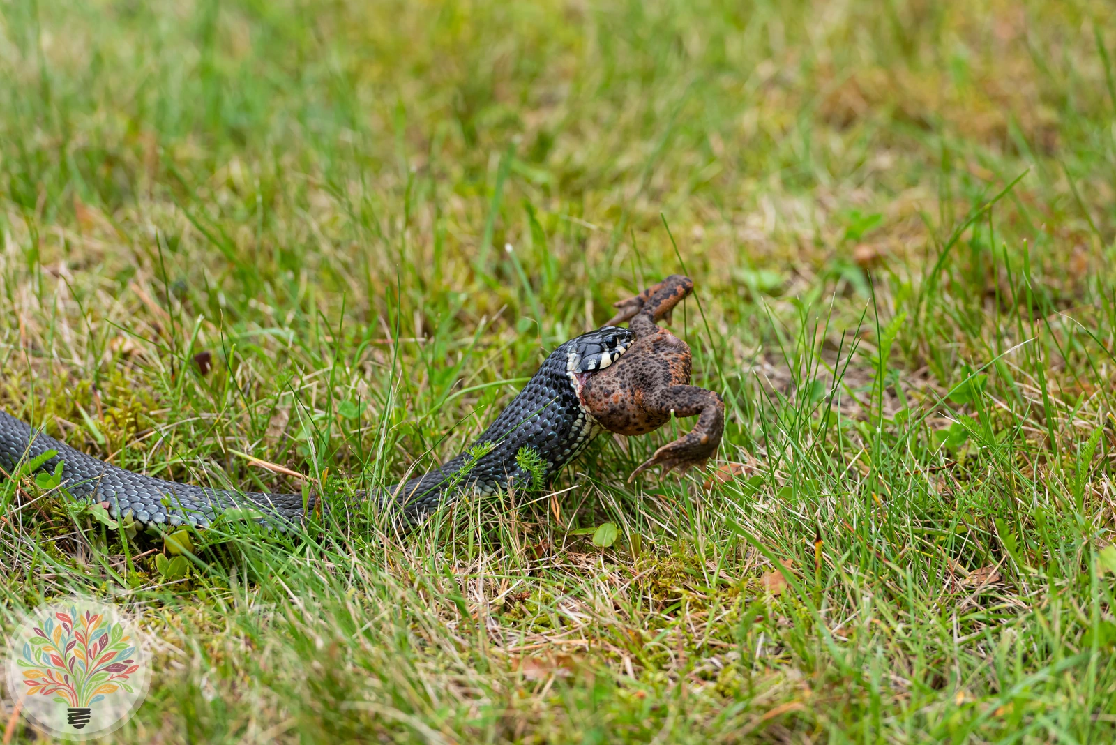 Gemeine Ringelnatter – Bild 4 von 4