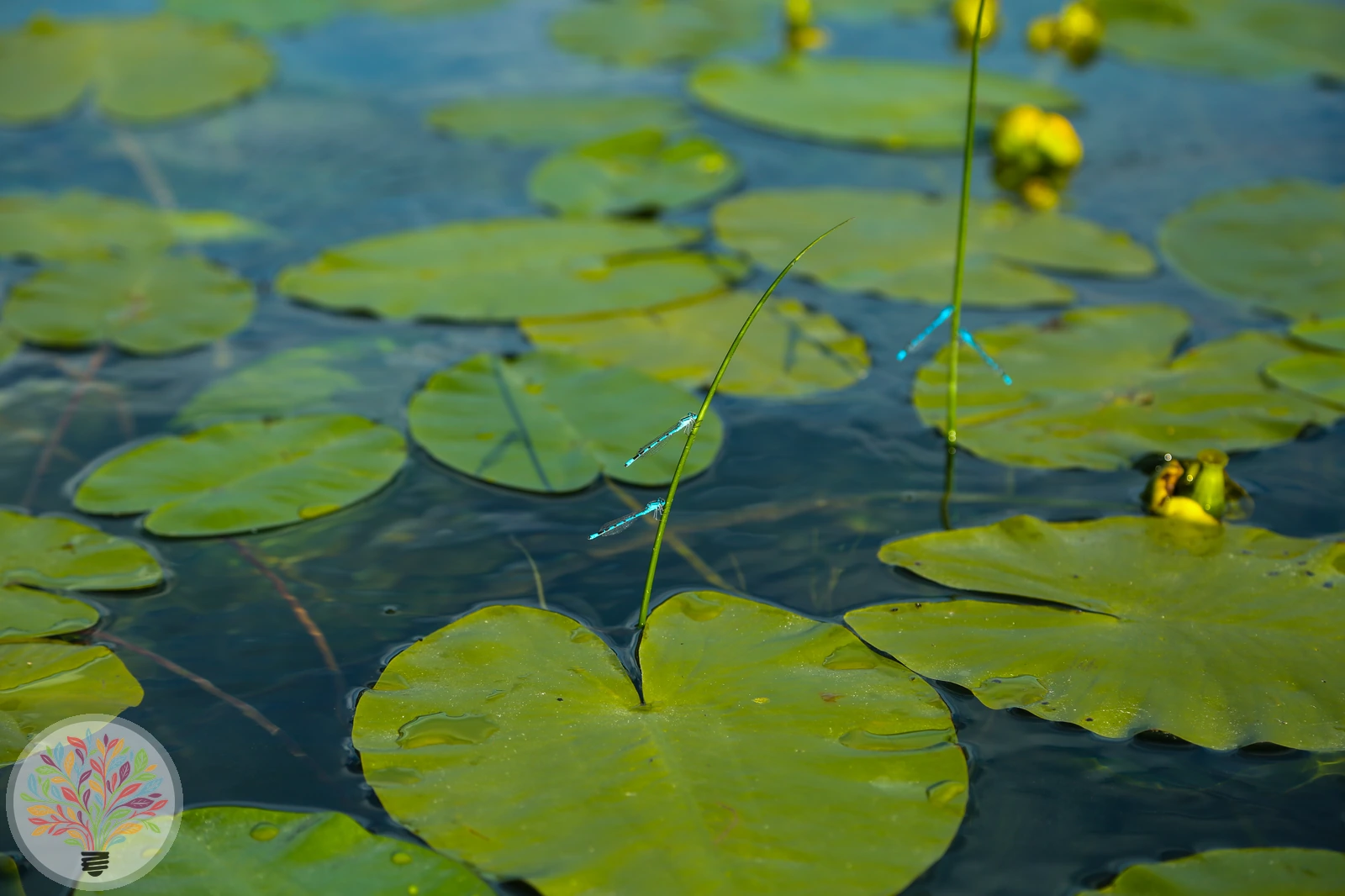 Mercuurwaterjuffer – Afbeelding 3 van 5
