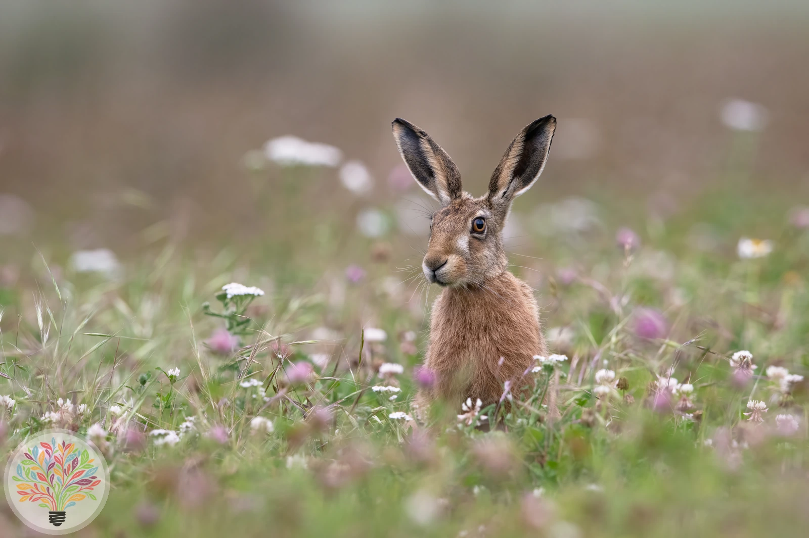 Feldhase – Bild 5 von 5